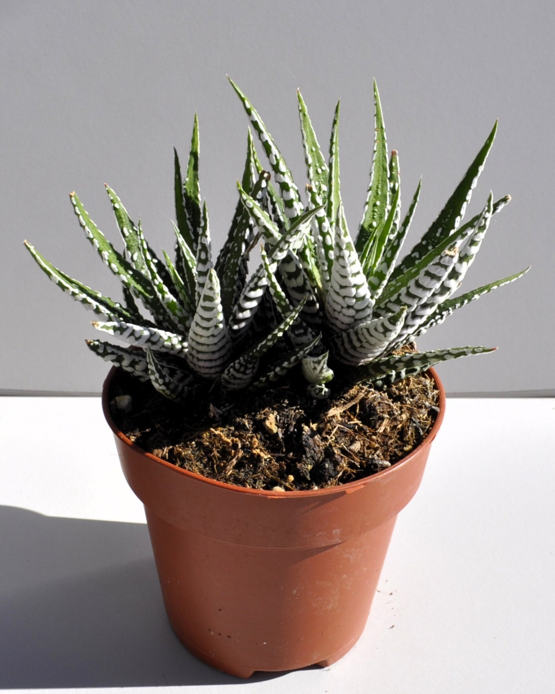 Haworthiopsis attenuata [= Haworthia attenuata] (planta cebra) - 2