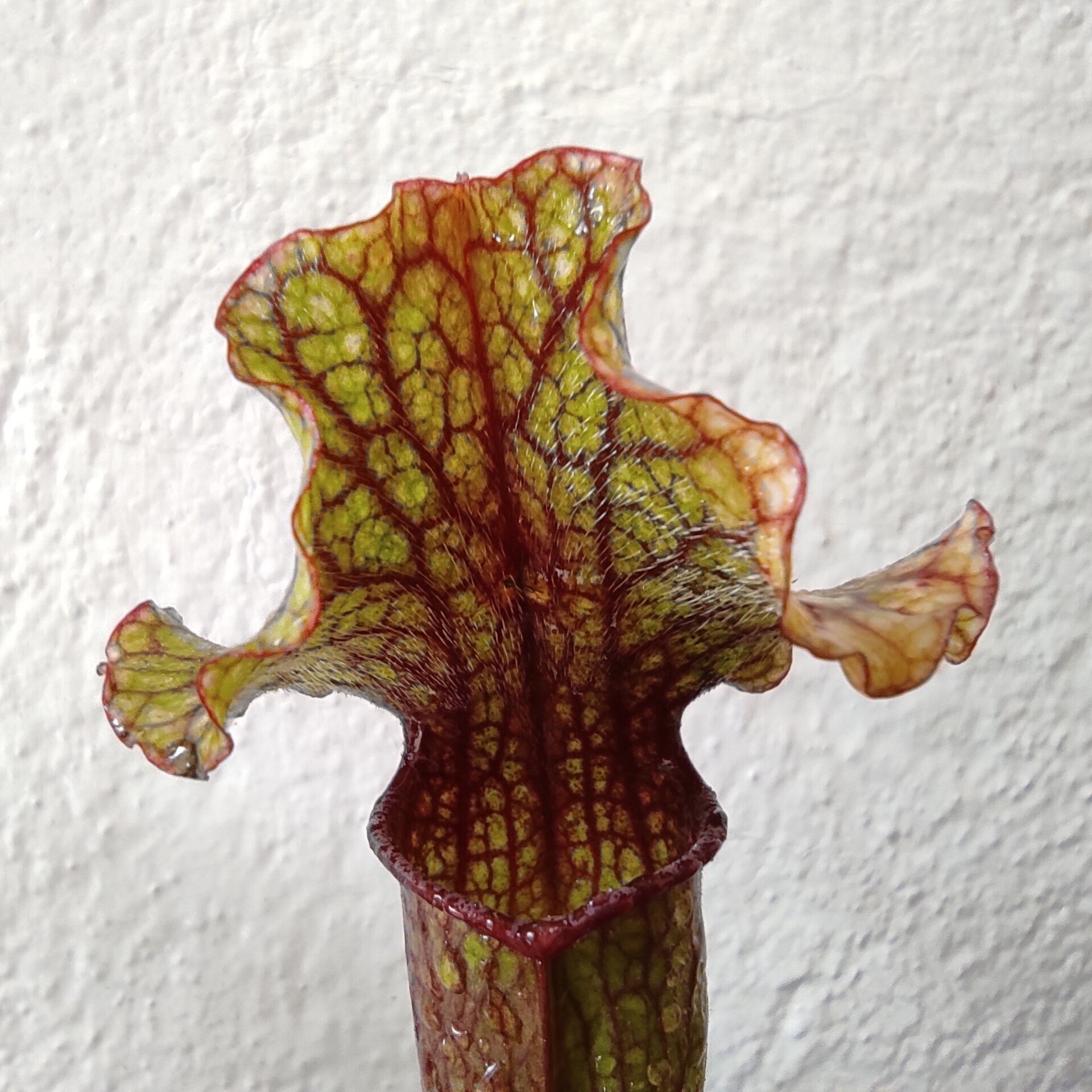 Planta carnívora Sarracenia sp. M5,5 (sarracenia) - 2