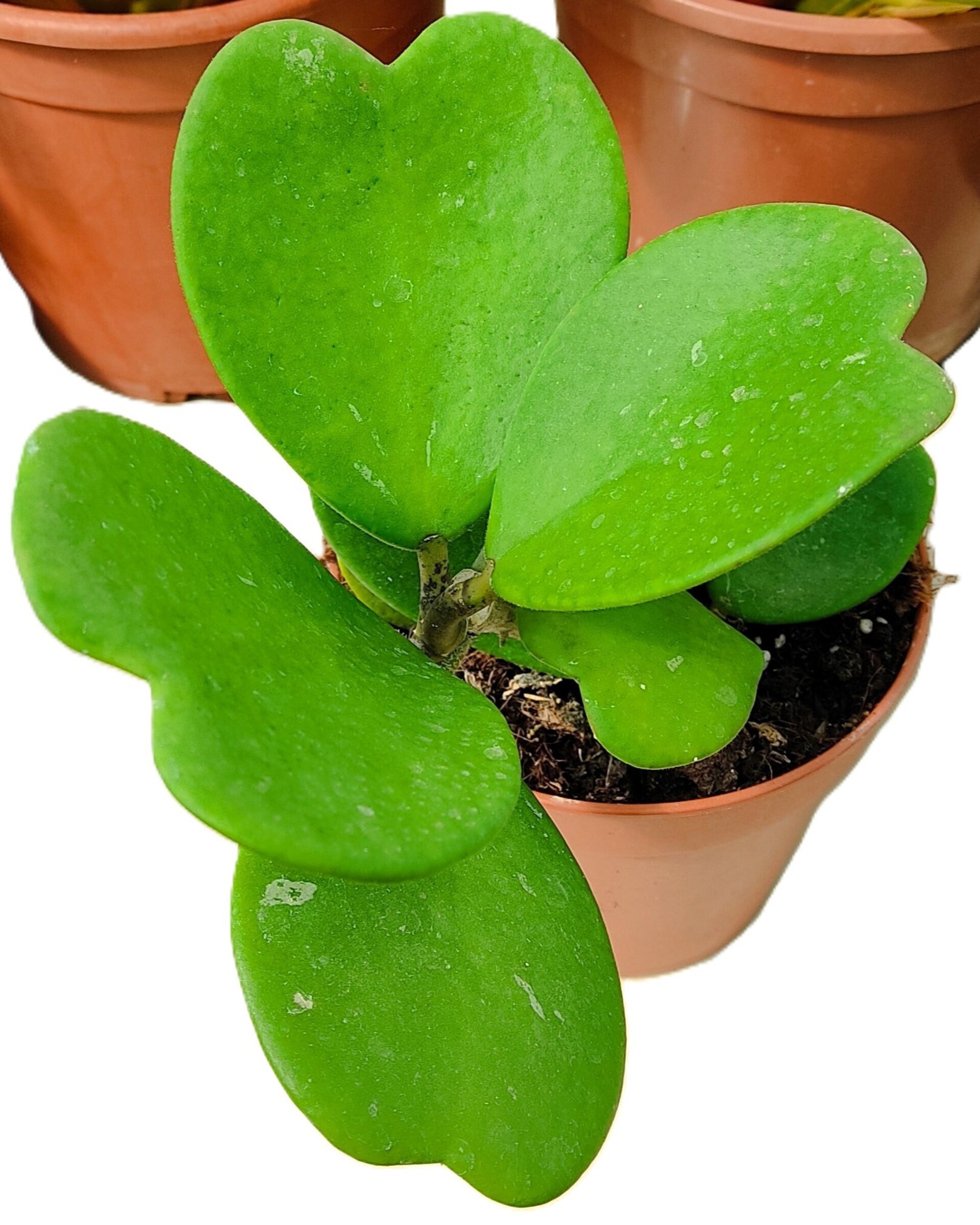 Hoya kerrii [enredadera] (planta corazón enredadera) - 2