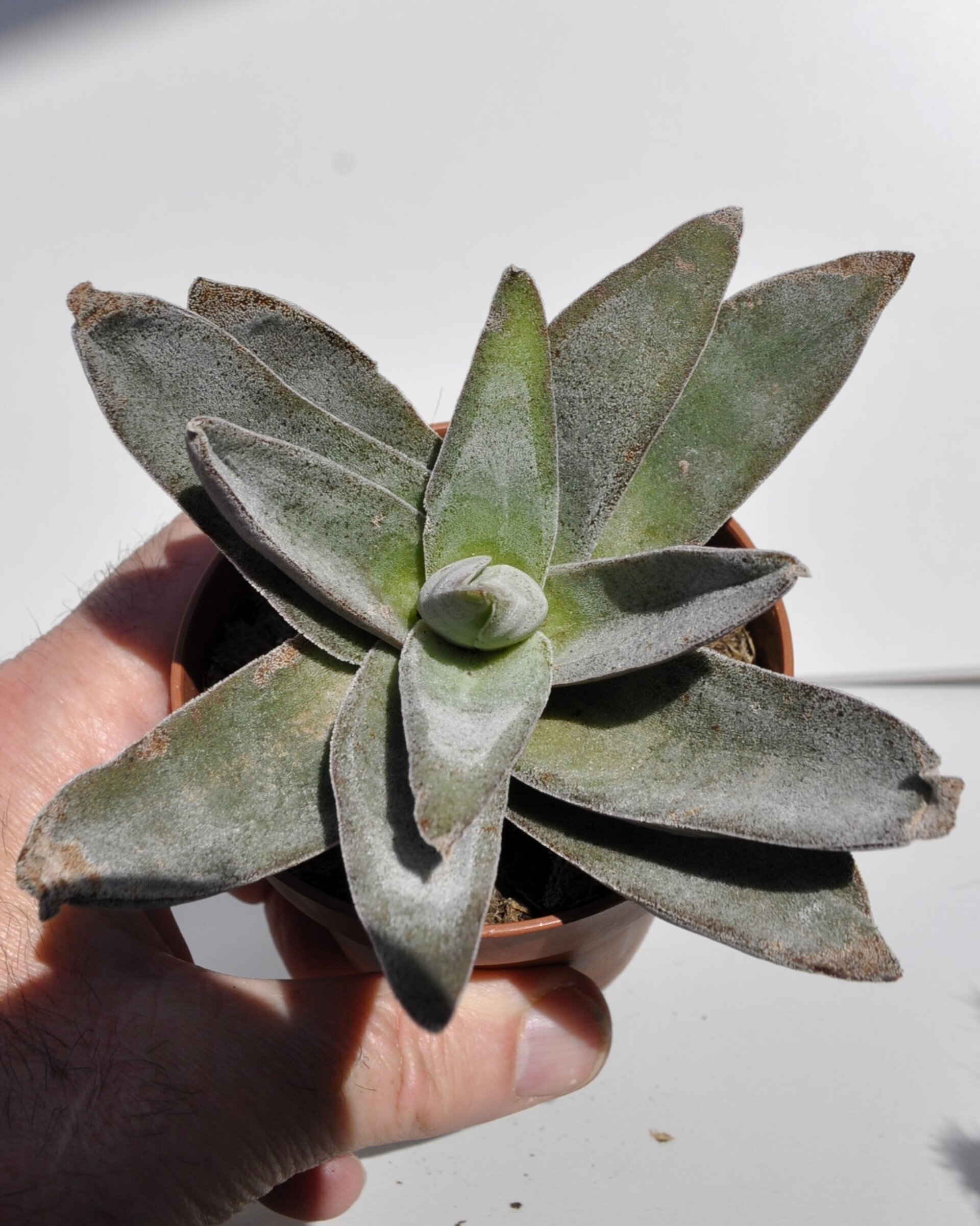 Crassula 'Garnet Lotus' - 5