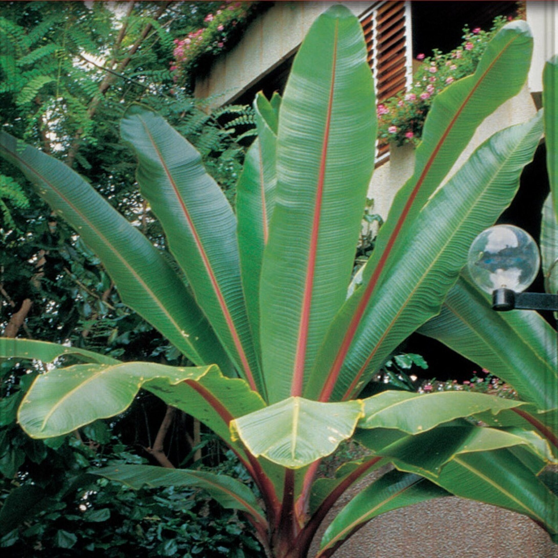 Musa ensete (platanero ornamental) - Semillas - 1