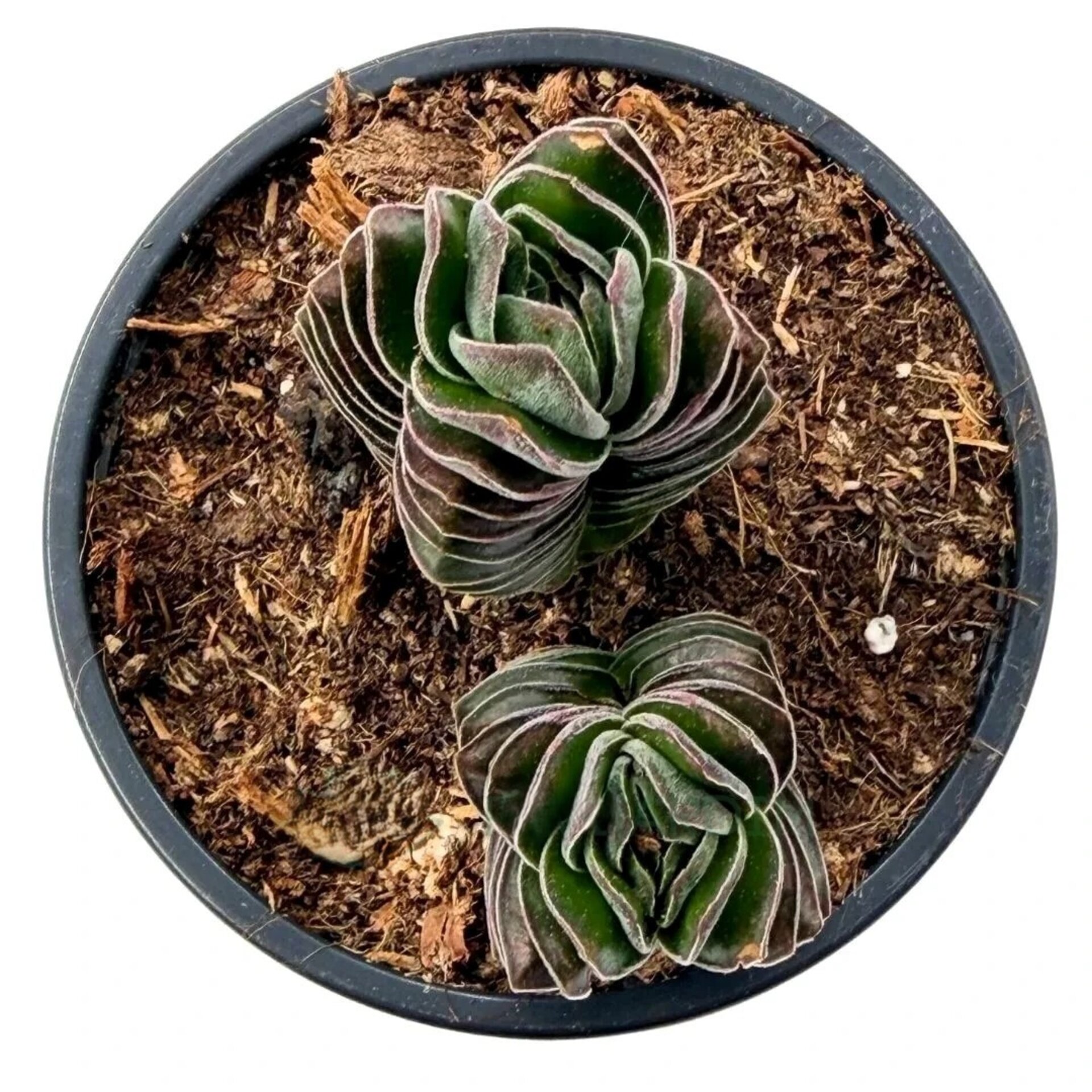 Crassula ‘Buddha’s Temple’ (crásula Templo de Buda) - 2