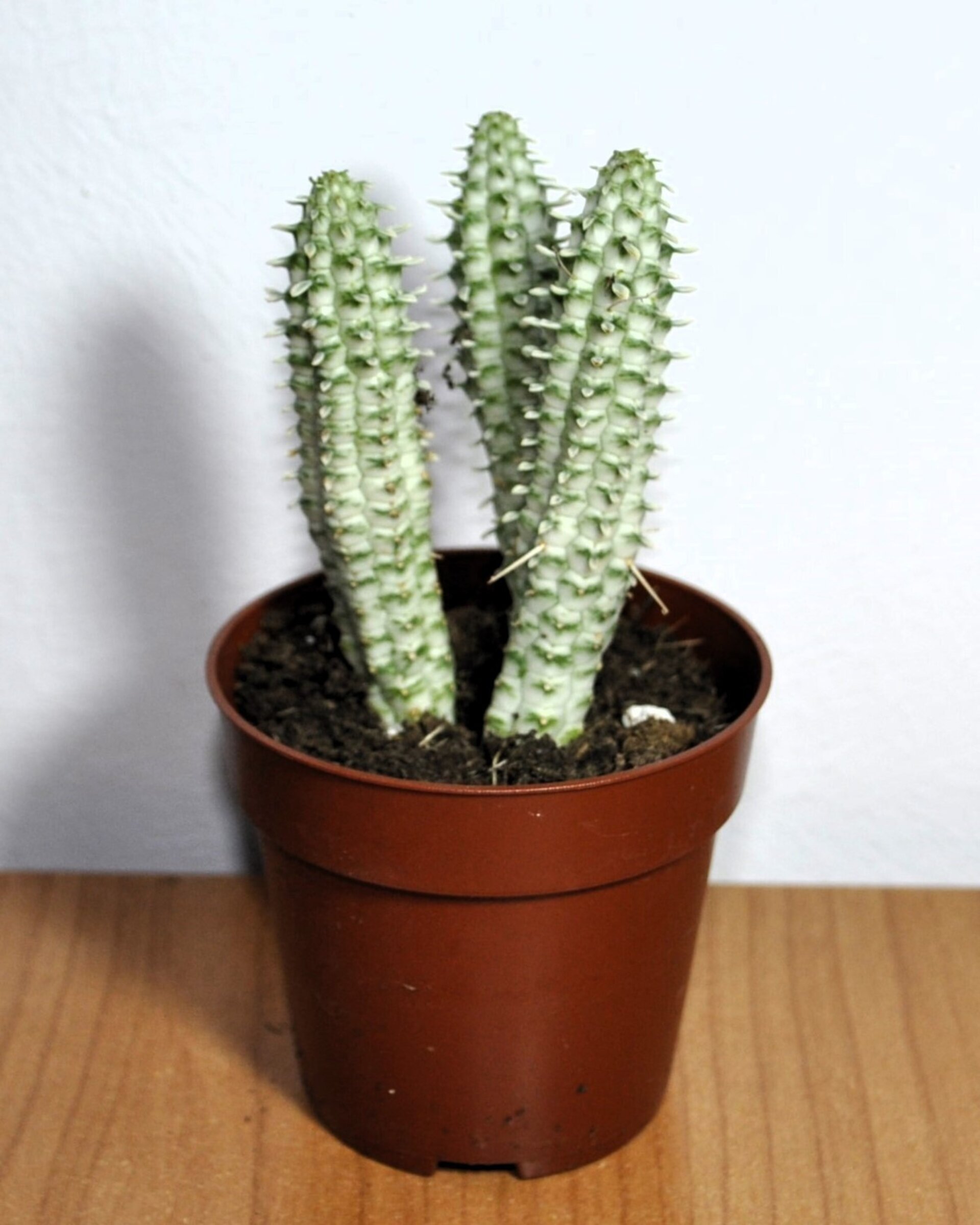 Euphorbia mammillaris 'Variegata' (mazorca de maíz variegada) - 6