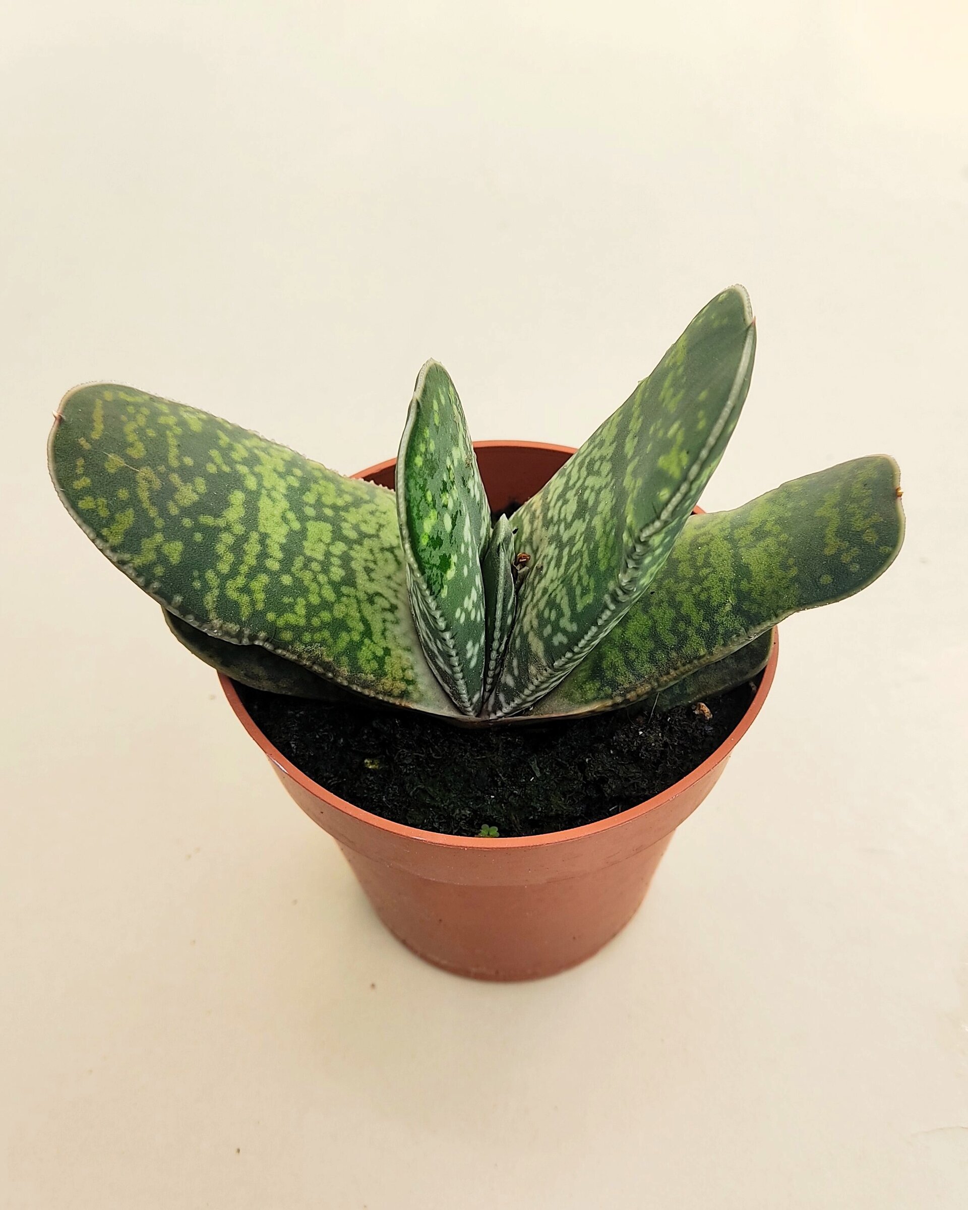 Gasteria sp. - 3