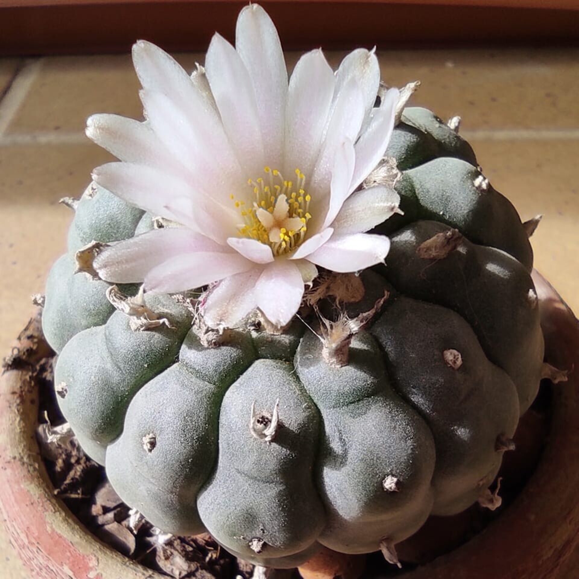 Lophophora williamsii pequeño M5,5 (peyote) - 6