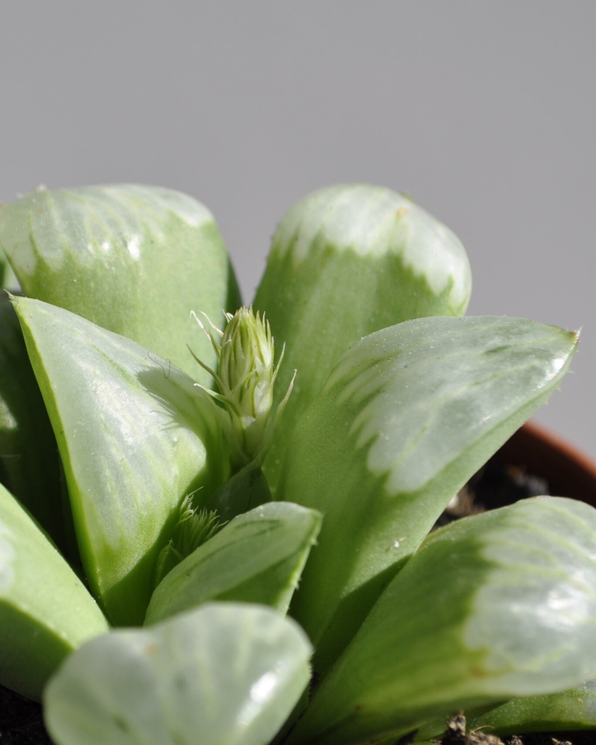 Haworthia 'Byakuya' (estrella de medianoche) - 7