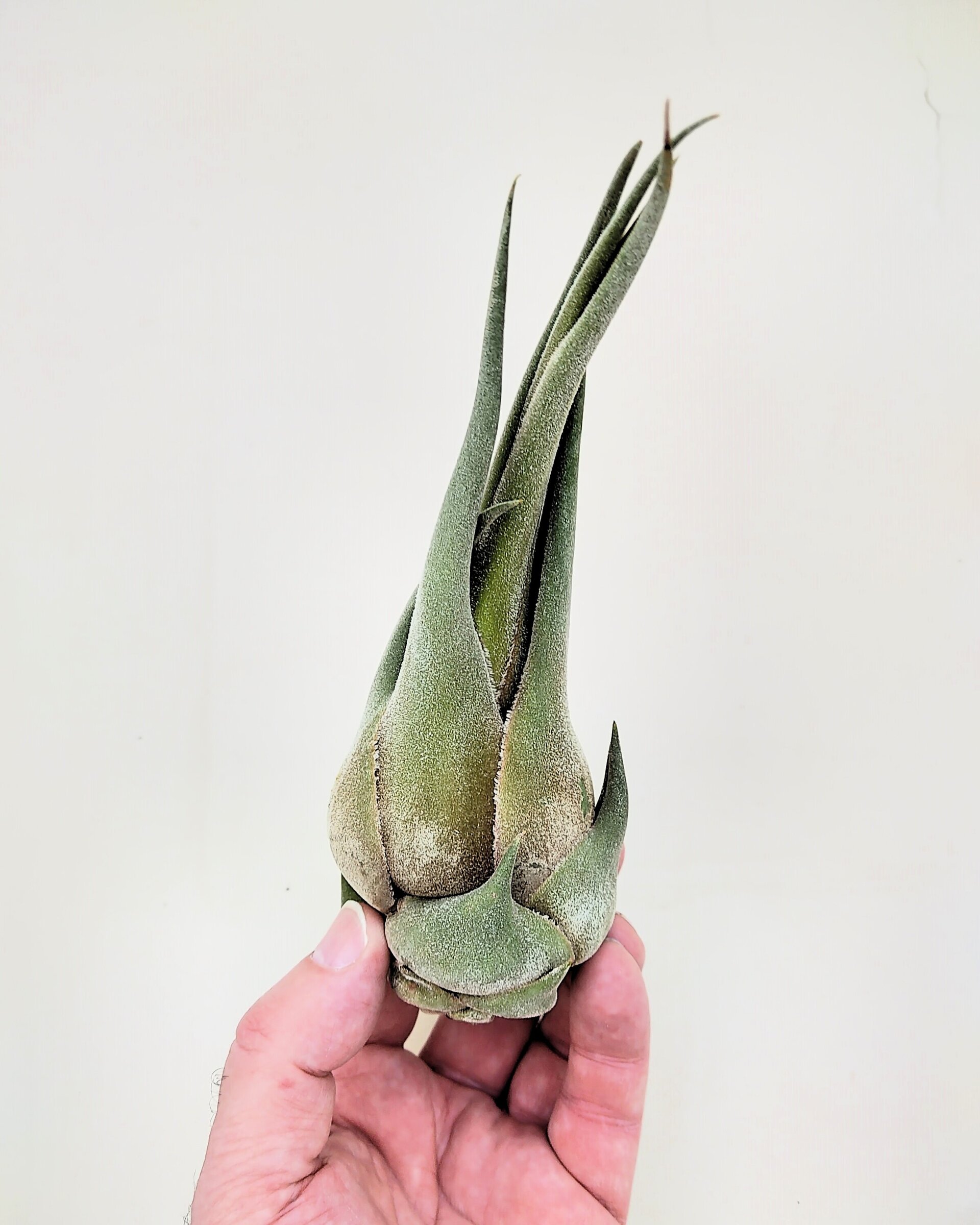Tillandsia seleriana - 5