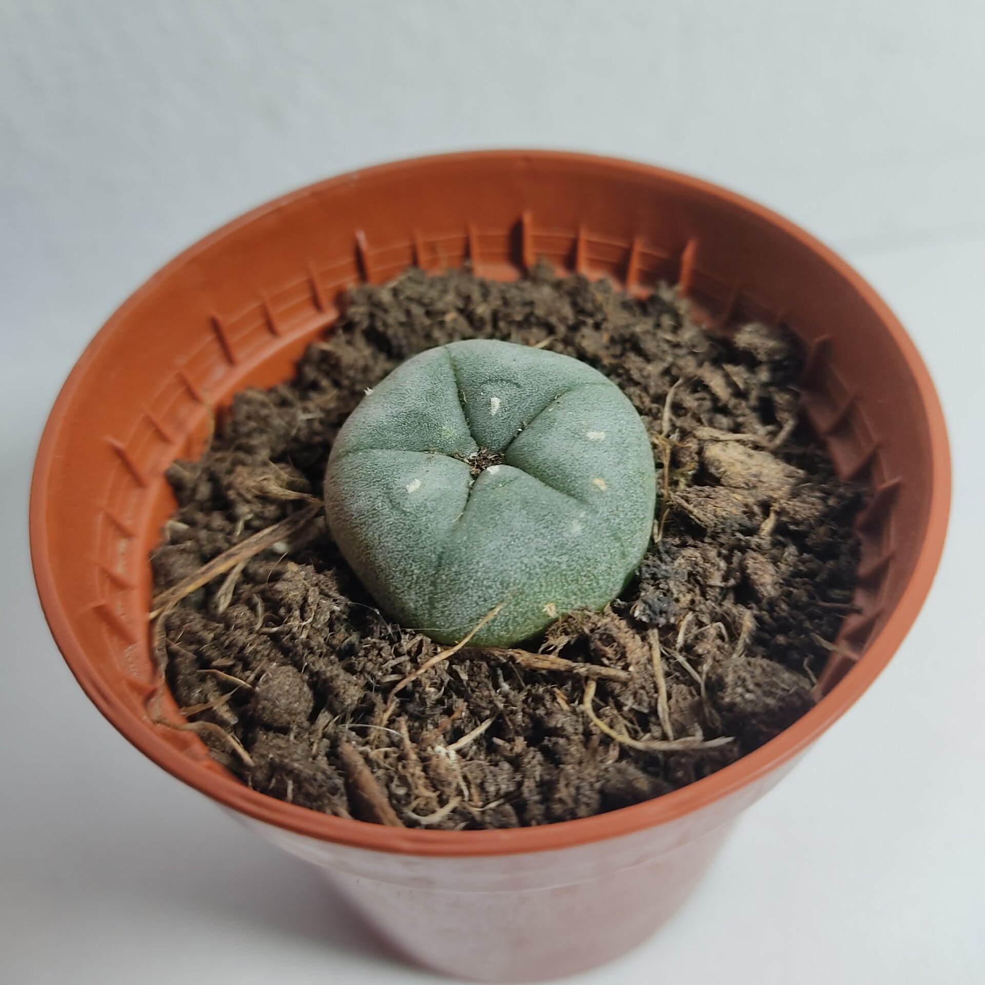 Lophophora williamsii pequeño M5,5 (peyote) - 4