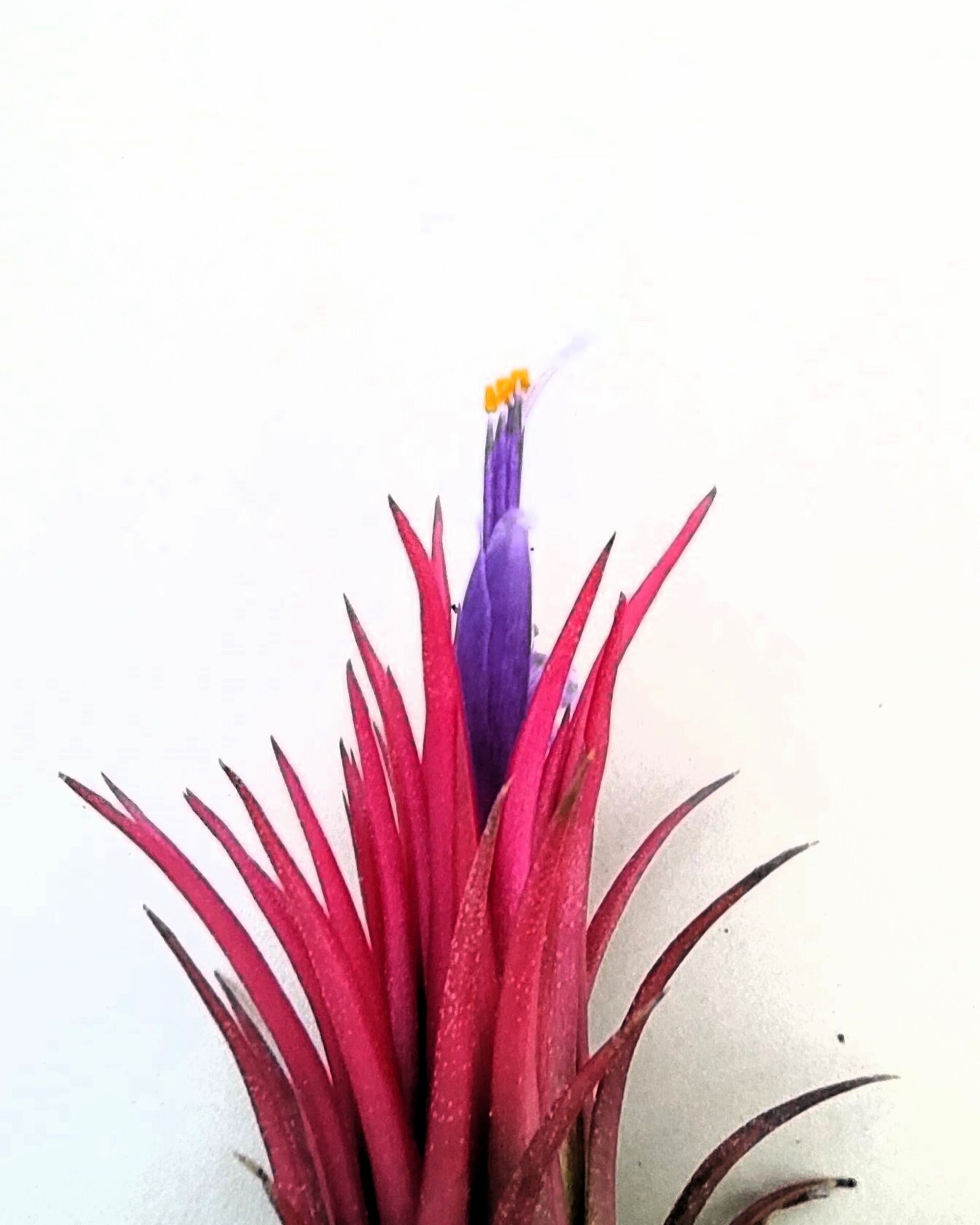 Tillandsia ionantha 'Fuego' - 6
