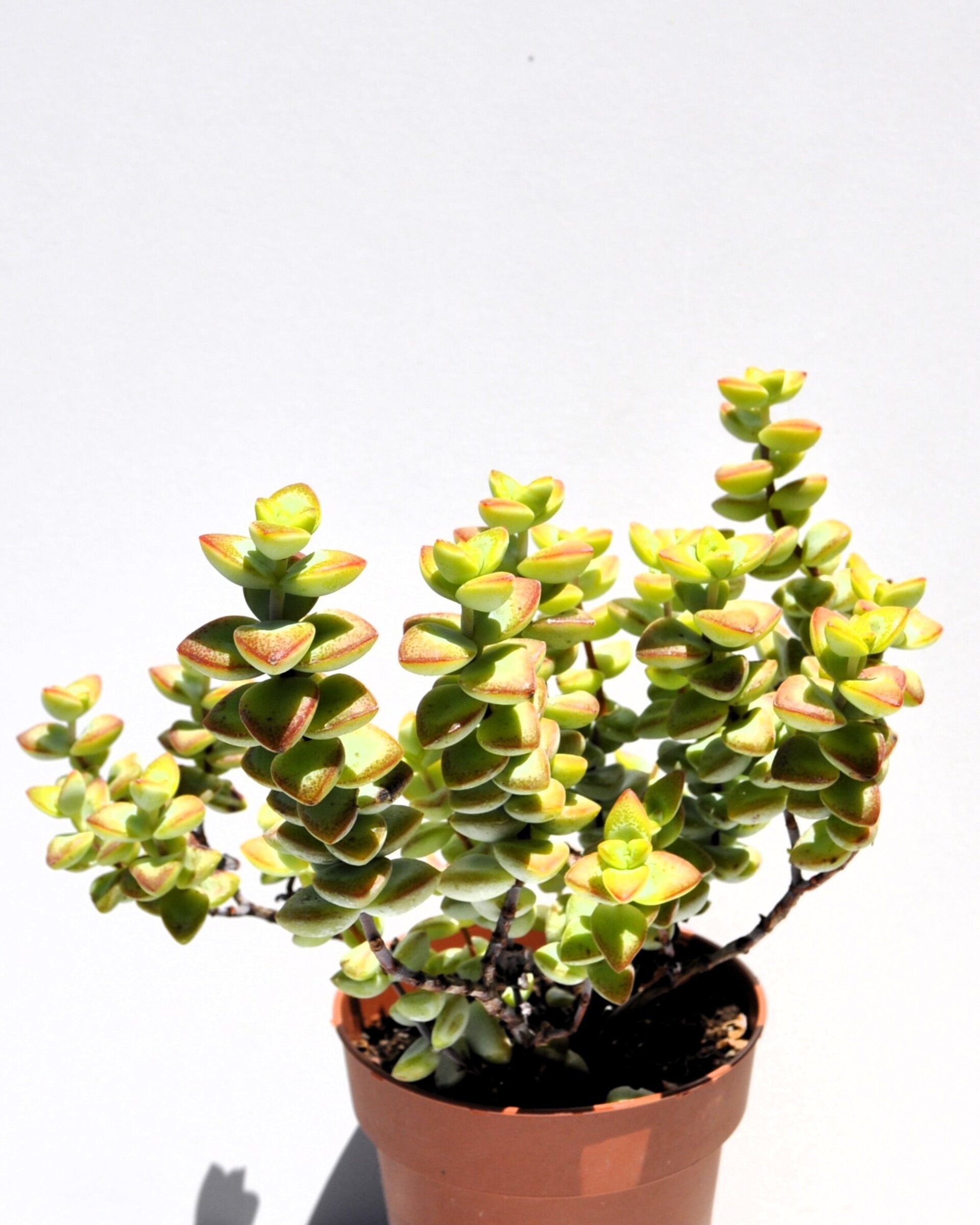 Crassula perforata - 3