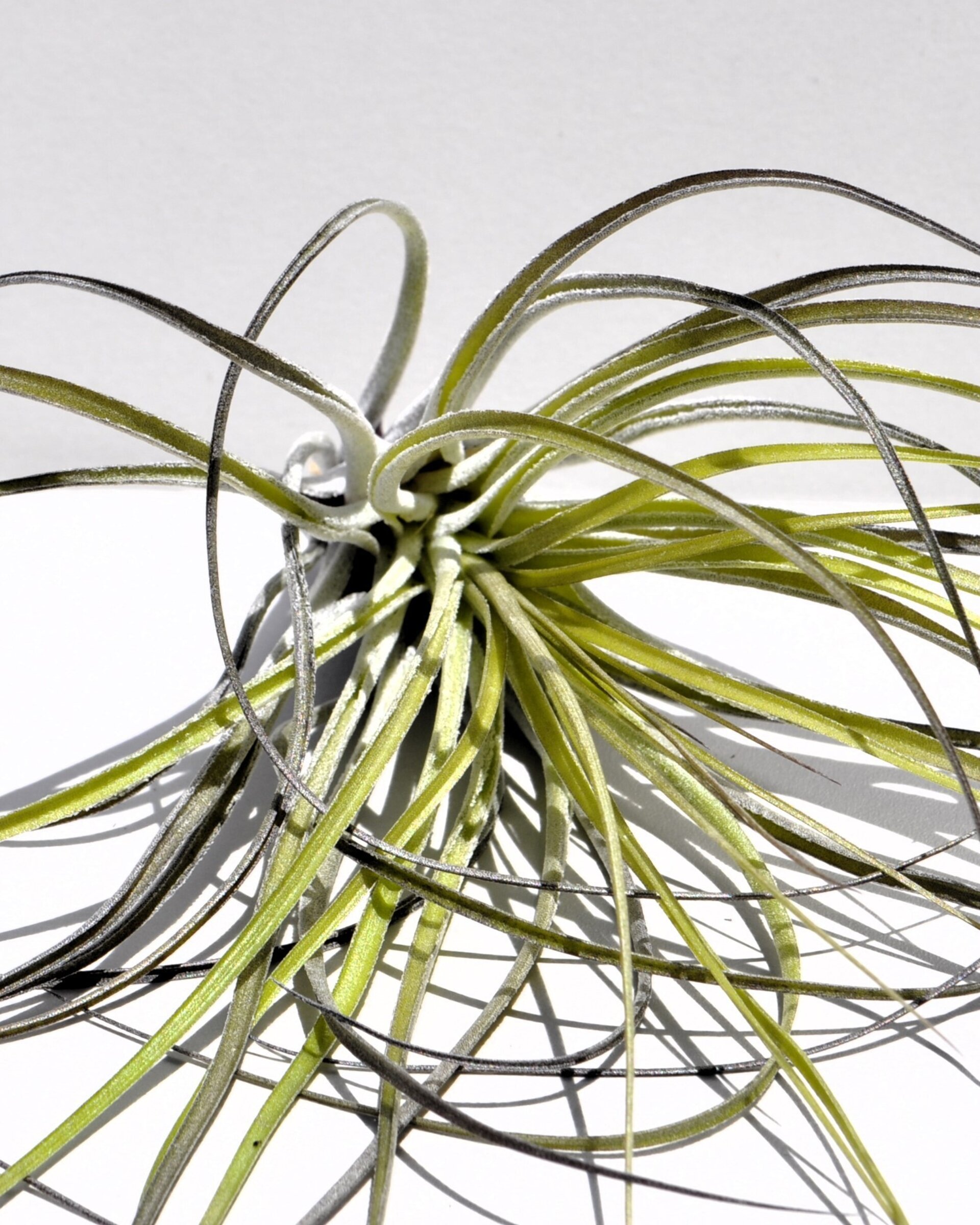 Tillandsia stricta - 7