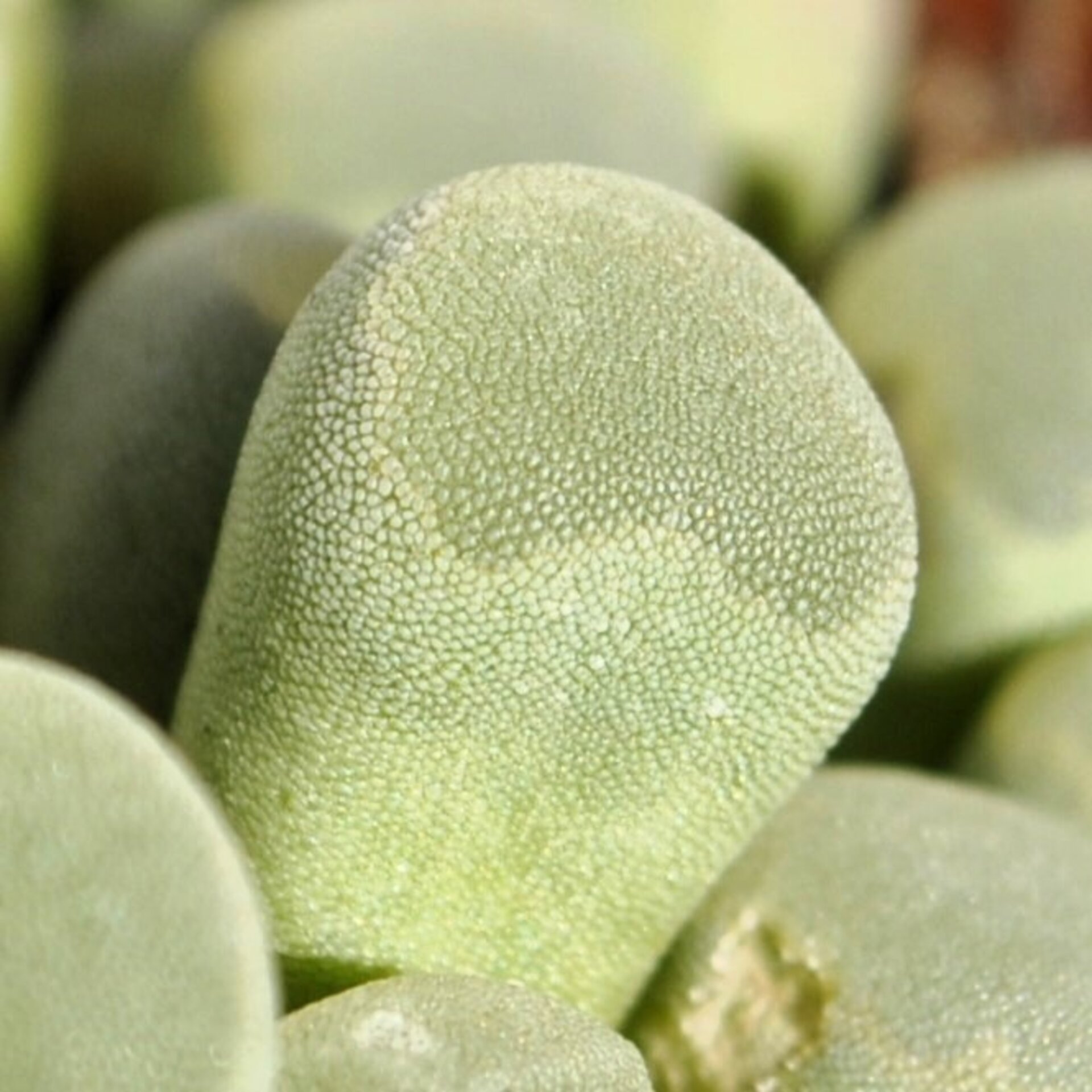 Frithia pulchra (planta ventana, fritia) - 9