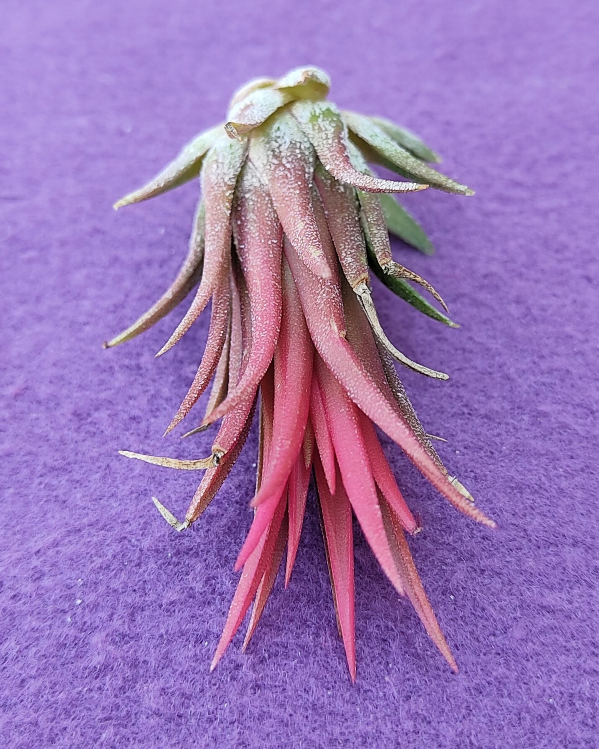 Tillandsia ionantha 'Fuego' - 2