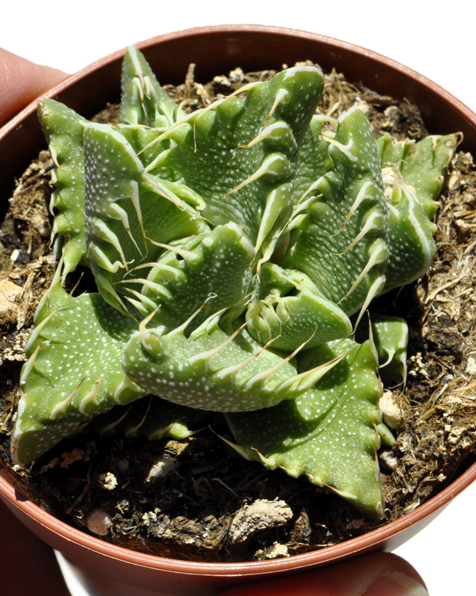 Faucaria tigrina (boca de tigre) - 1