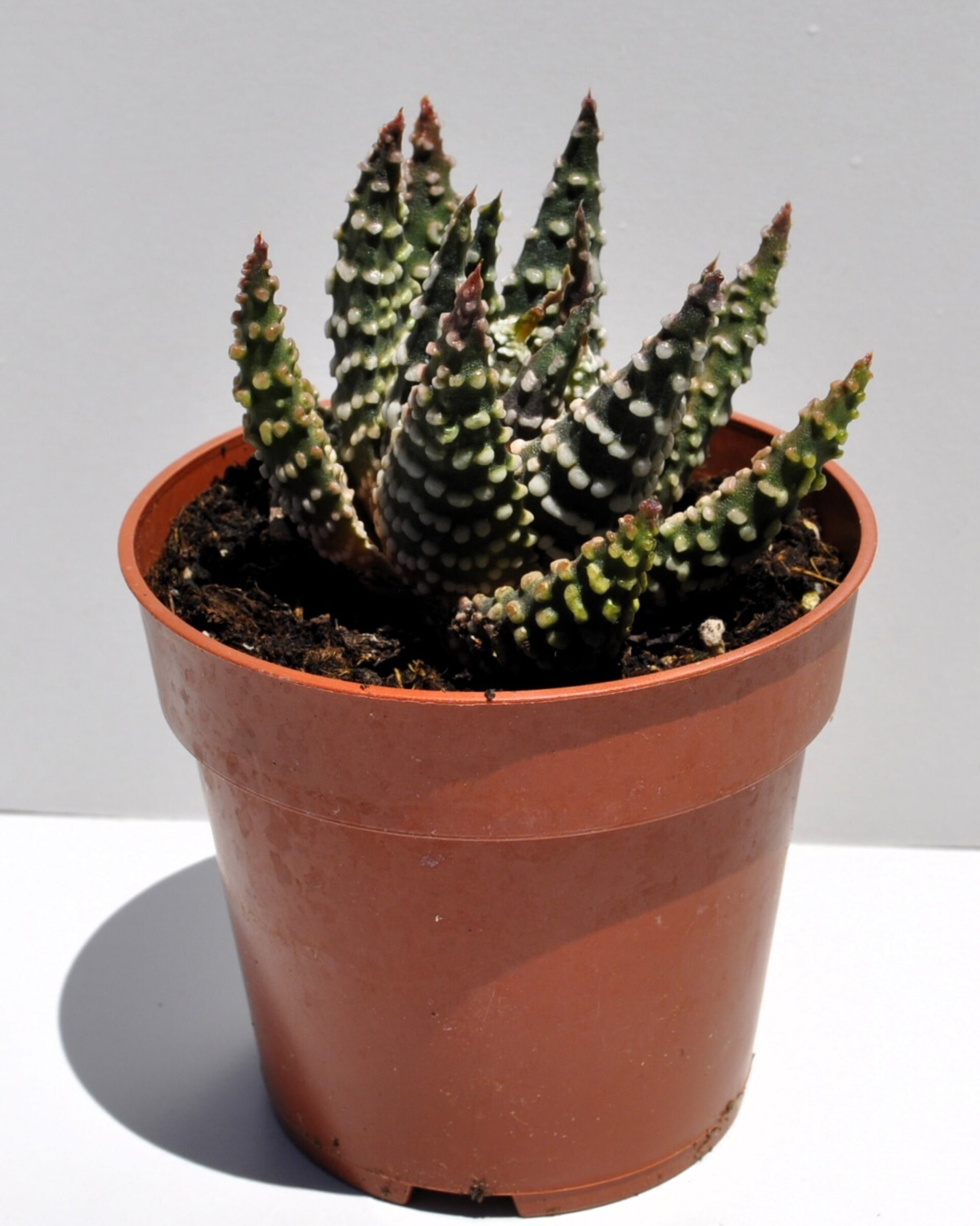 Haworthia cf. pumila (planta perla) - 8