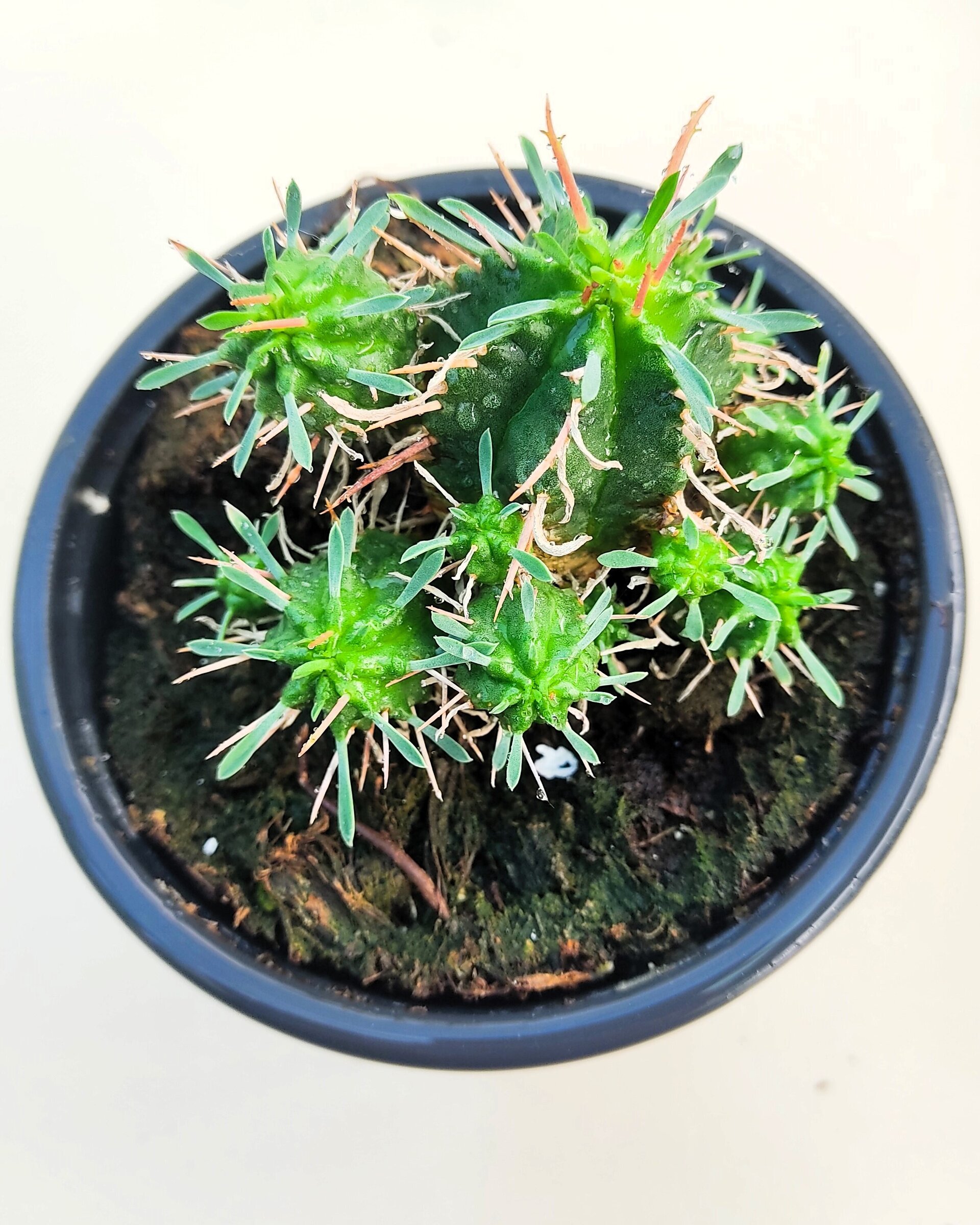 Euphorbia meloformis - 4