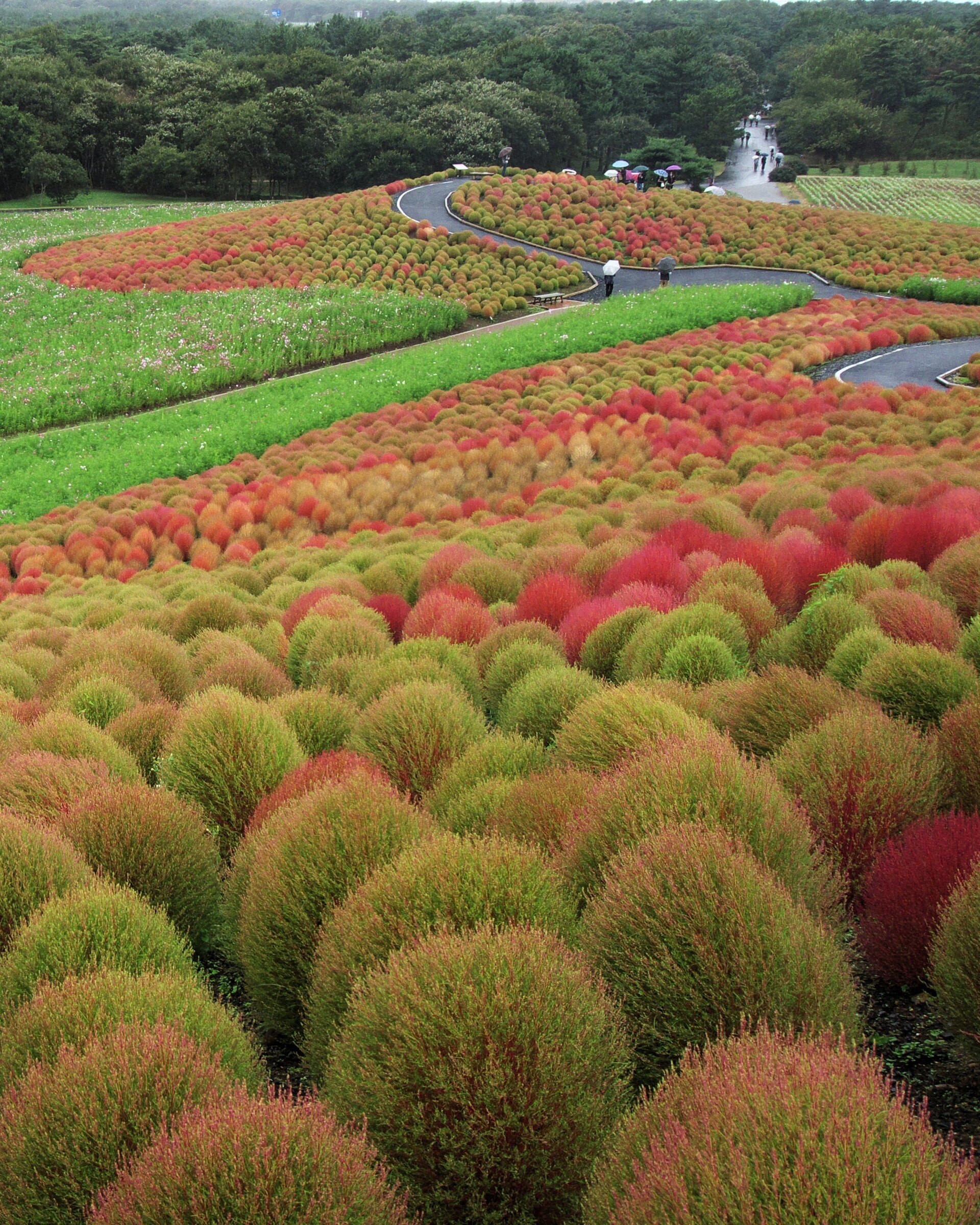 Bassia scoparia [= Kochia trichophylla] (ciprés de verano)- Semillas - 3