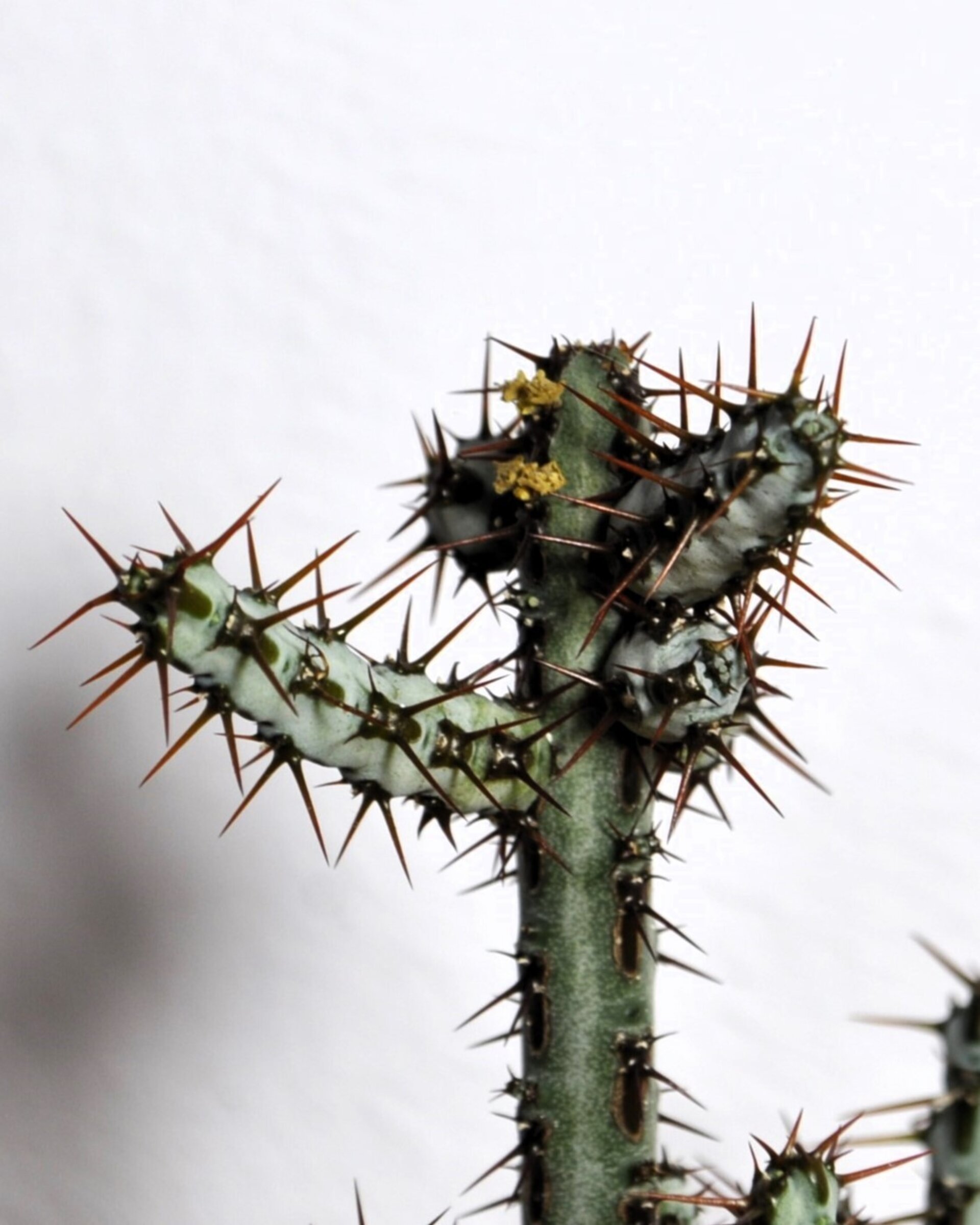 Euphorbia aeruginosa - 5