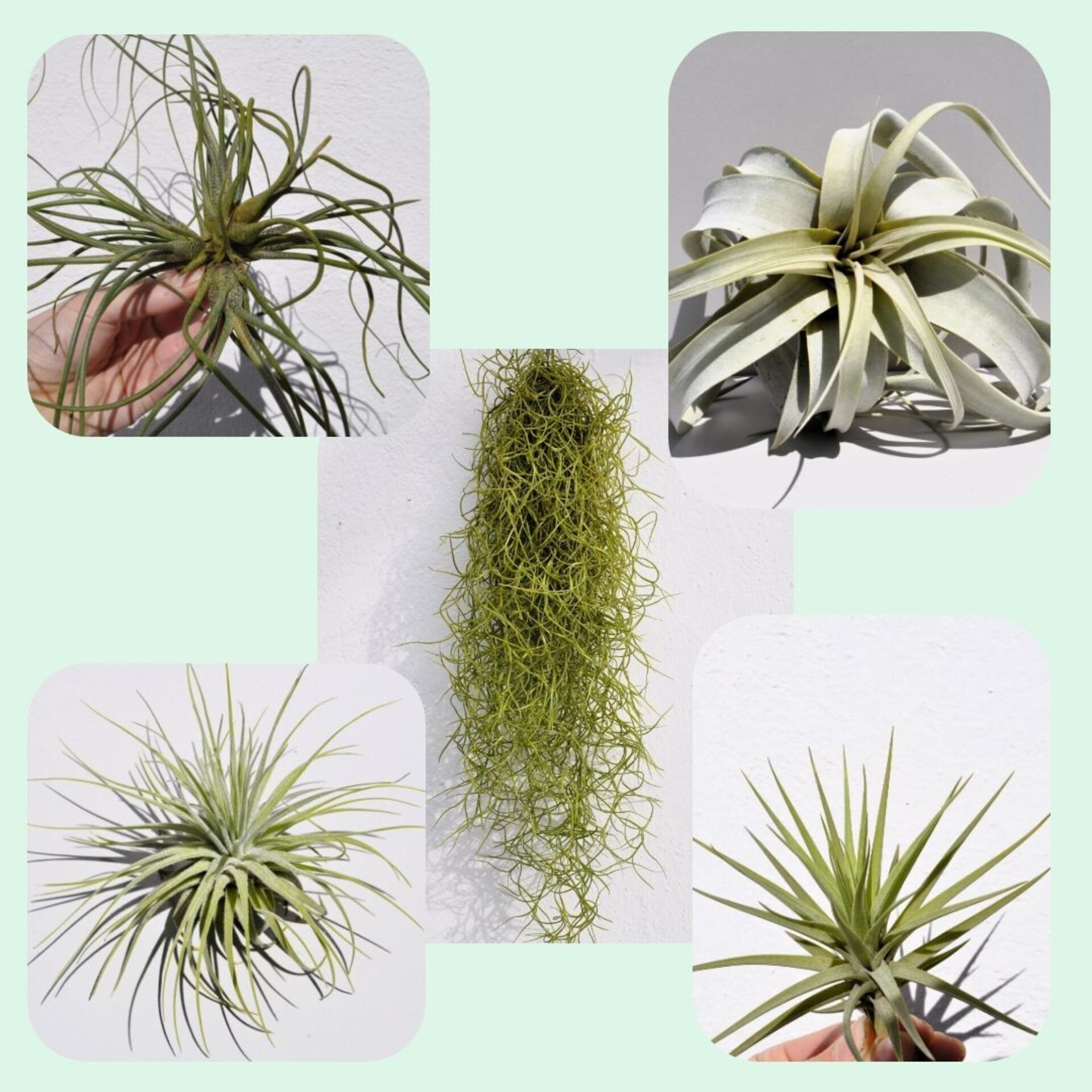 Lote Plantas del Aire "MAGNUM" - 5 tilandsias - 1