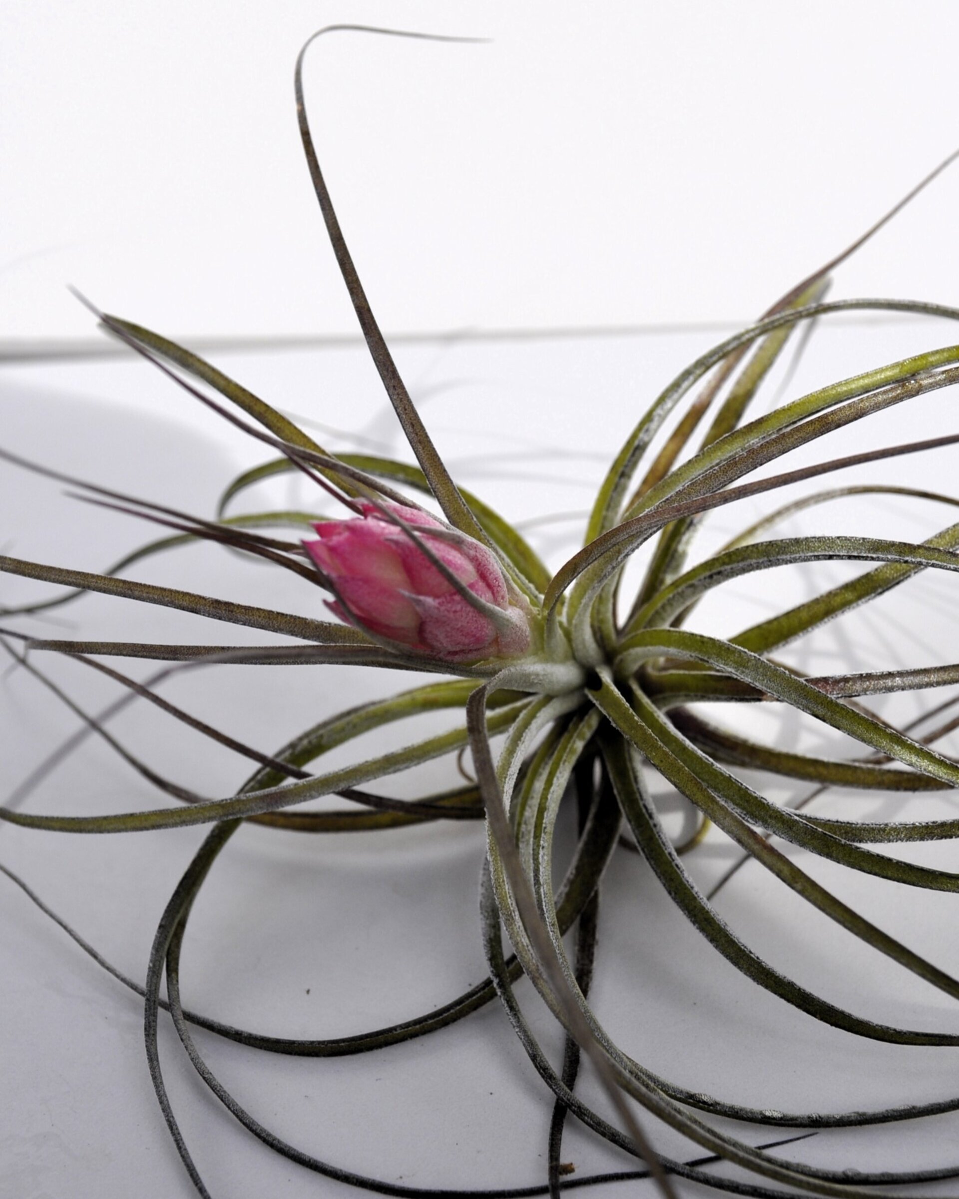Tillandsia stricta (con flor) - 3