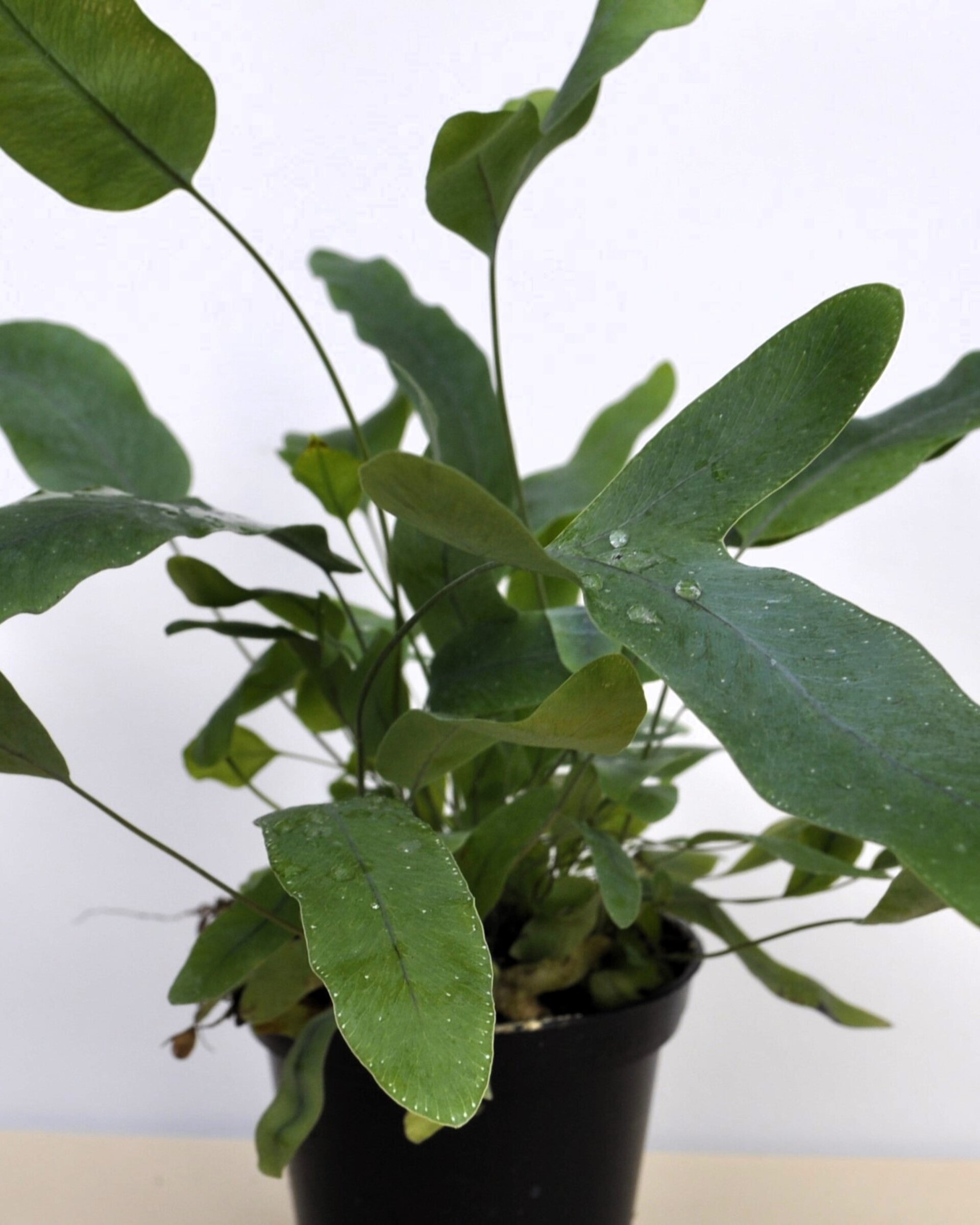 Phlebodium aureum 'Blue Star' (helecho azul) - 3