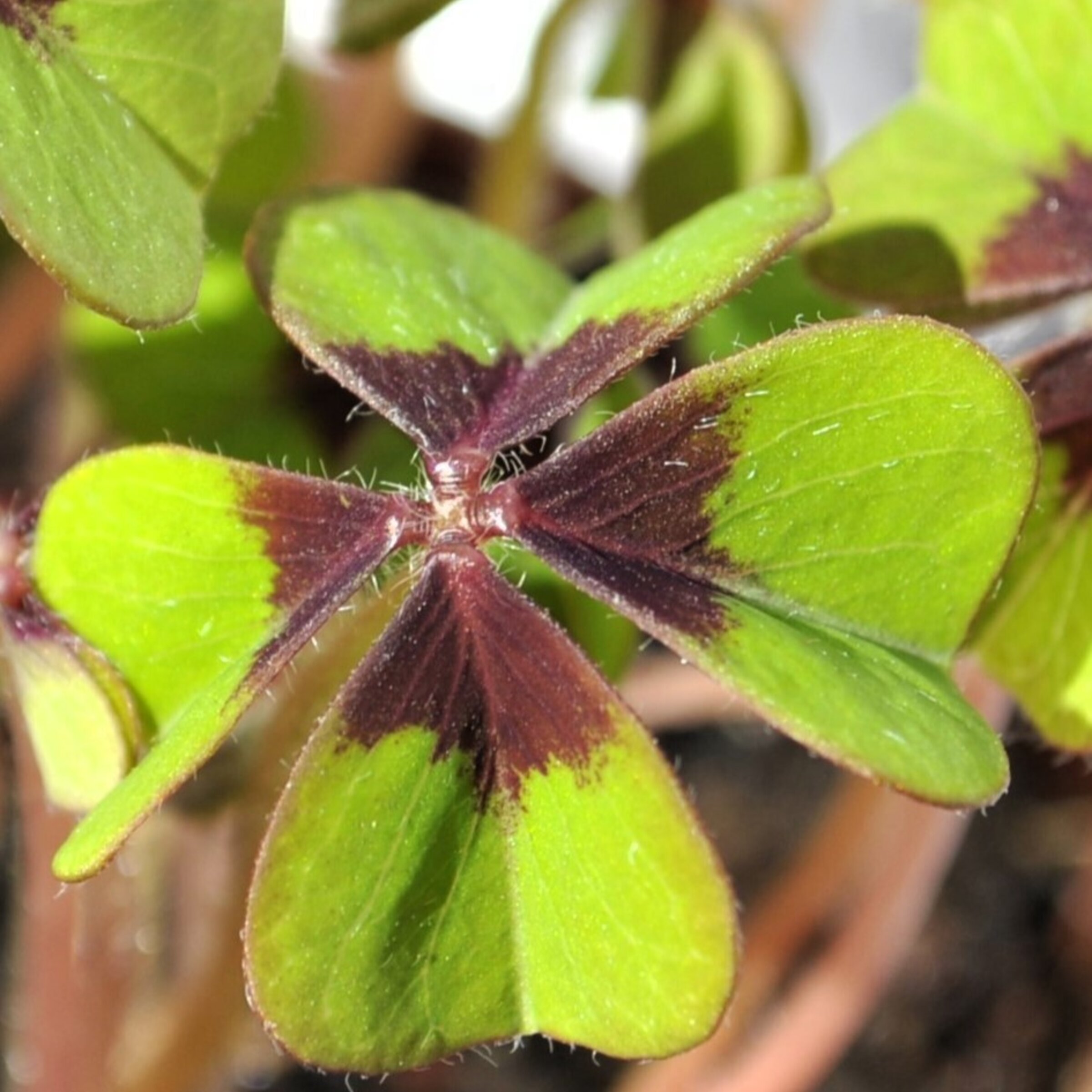 Más plantas curiosas