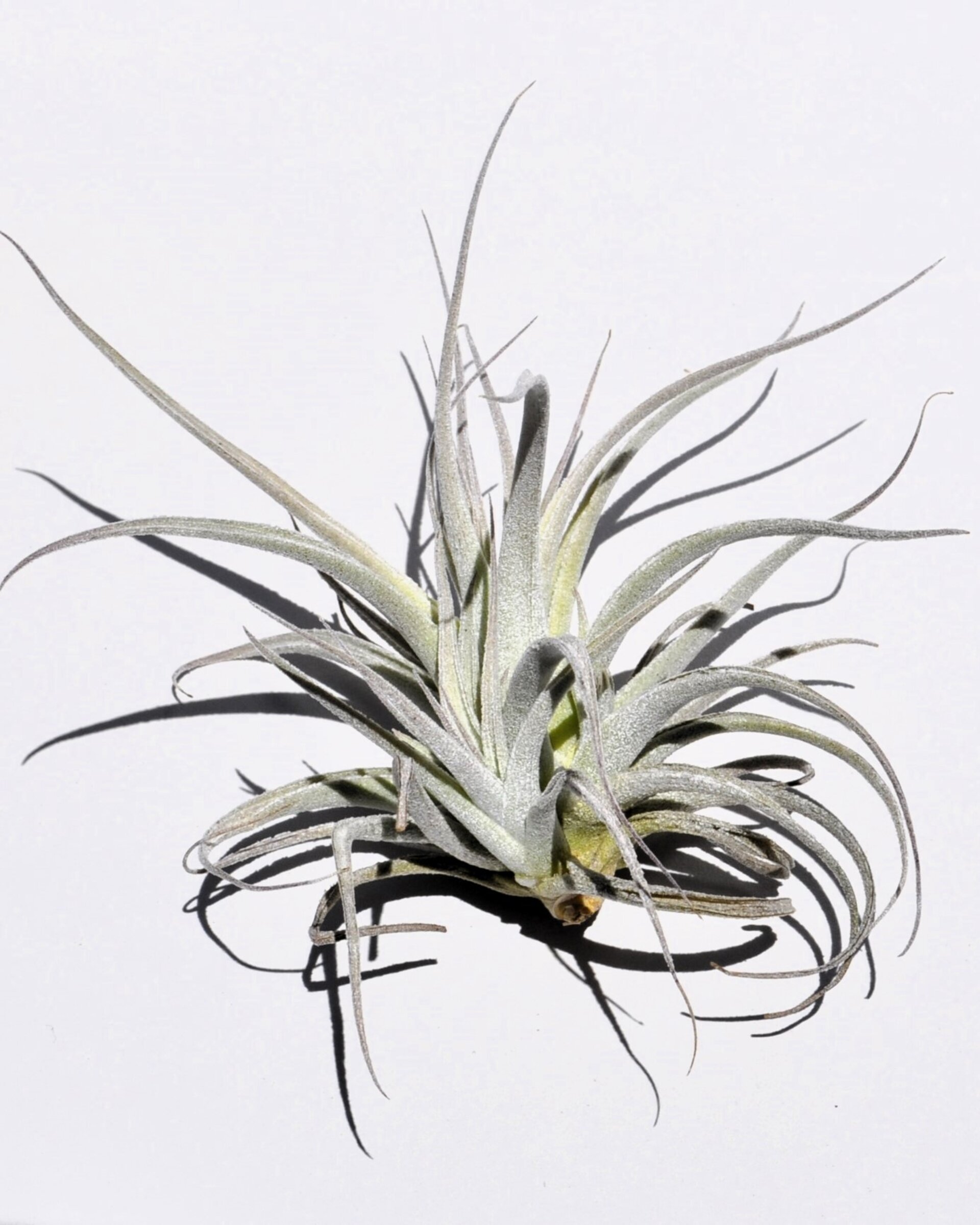 Tillandsia leonamiana - 3