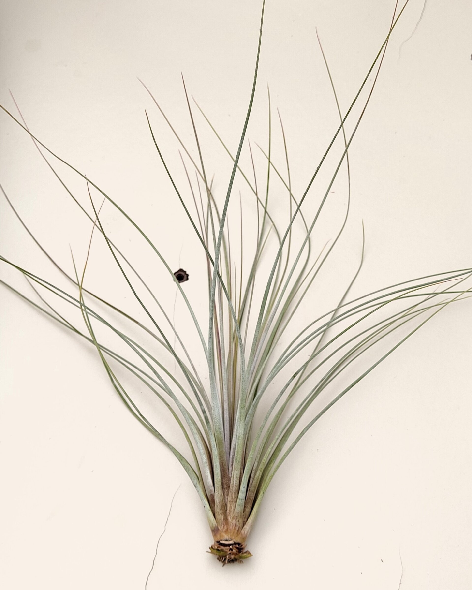 Tillandsia juncea - 3