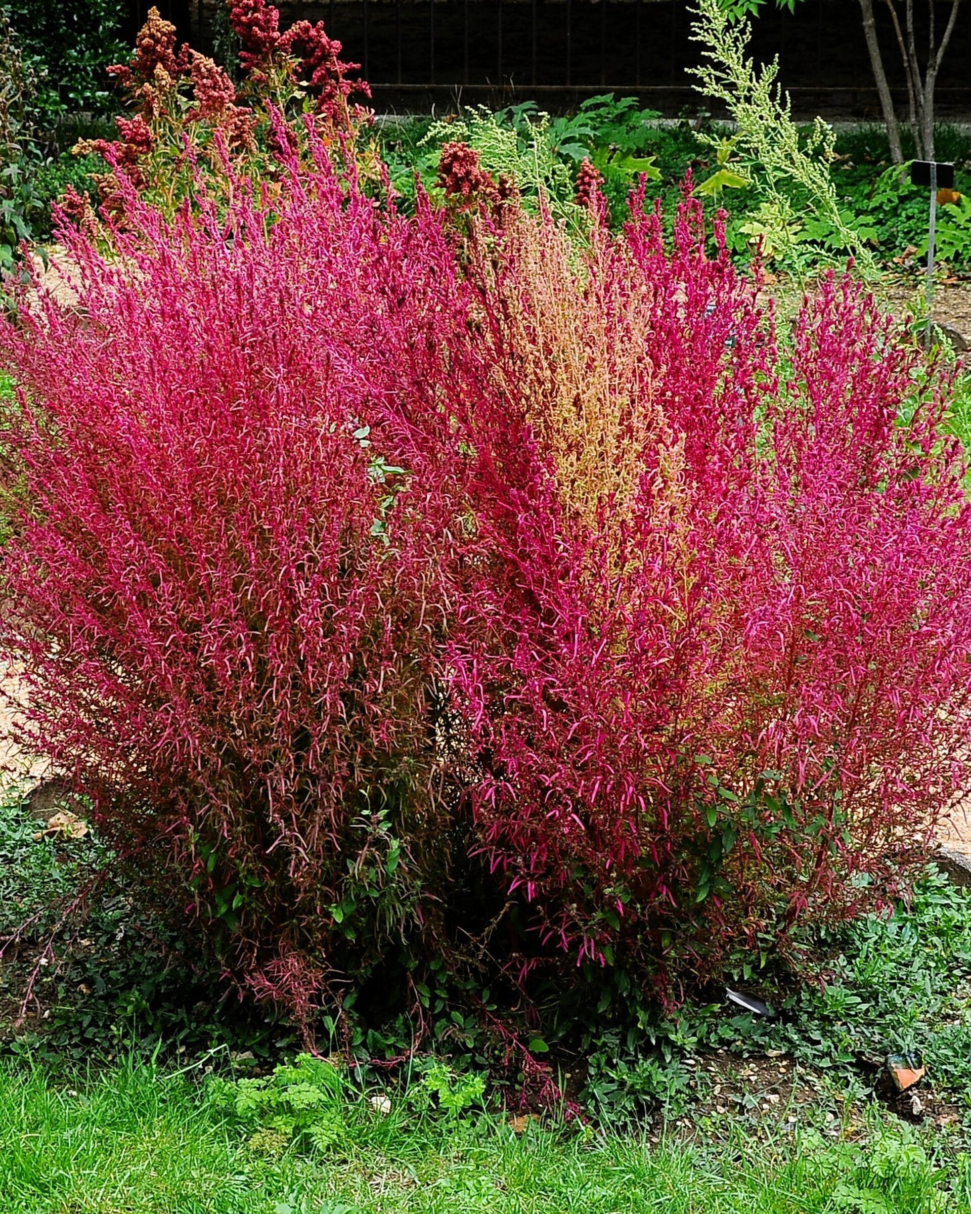 Bassia scoparia [= Kochia trichophylla] (ciprés de verano)- Semillas - 1