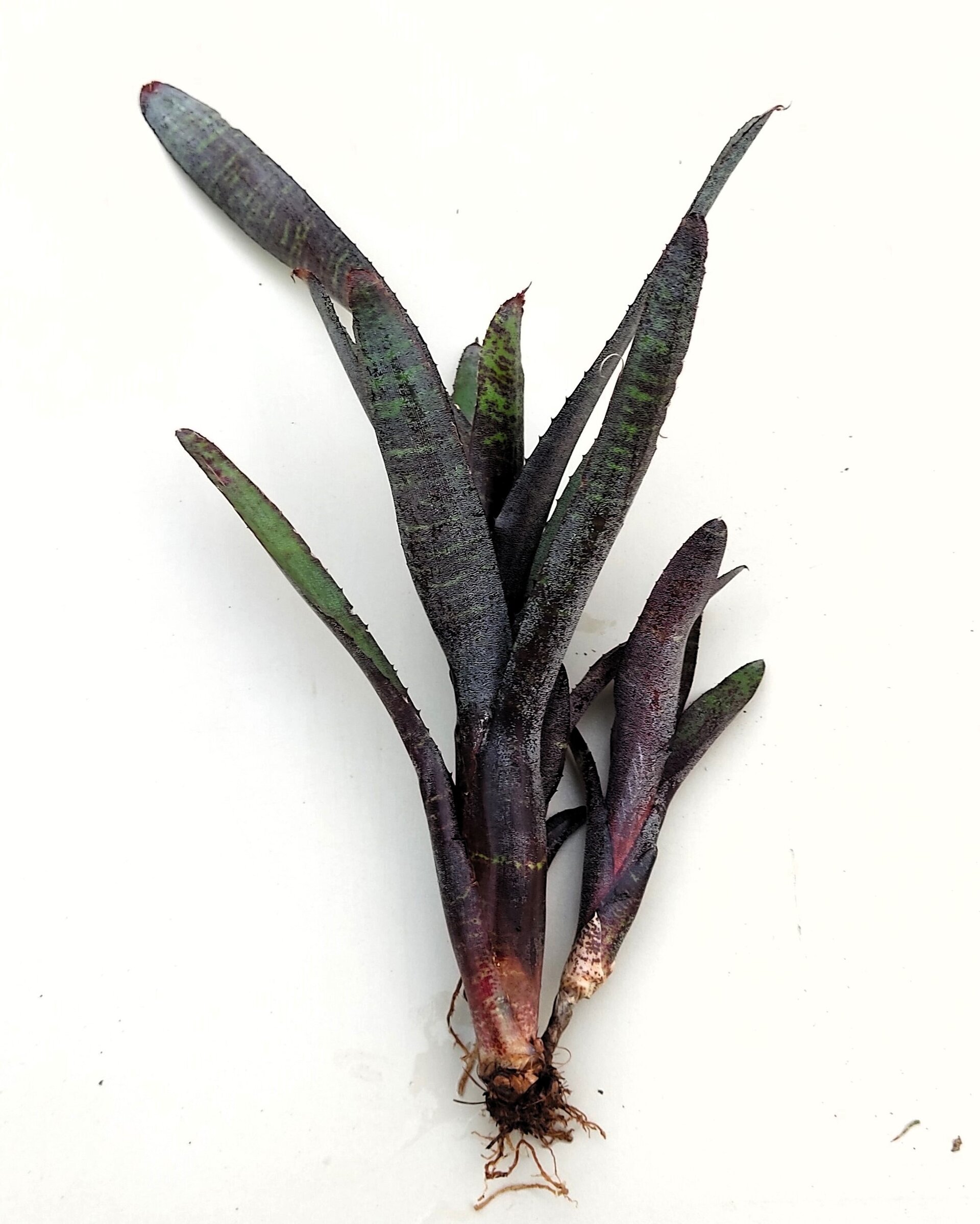 Neoregelia ampullacea purpurea - 3