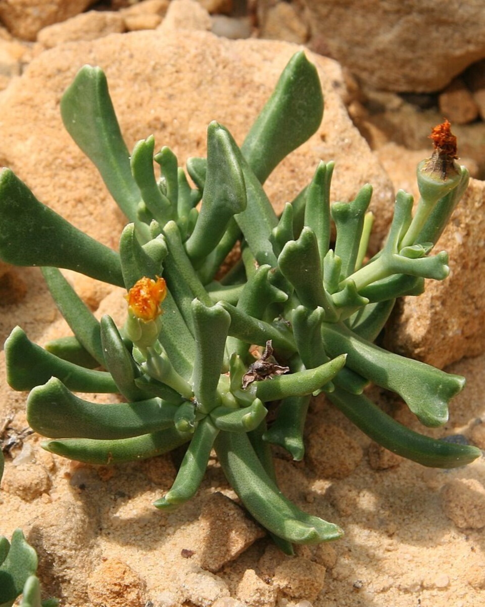 Rhombophyllum dolabriforme (cuerno de alce) - 6