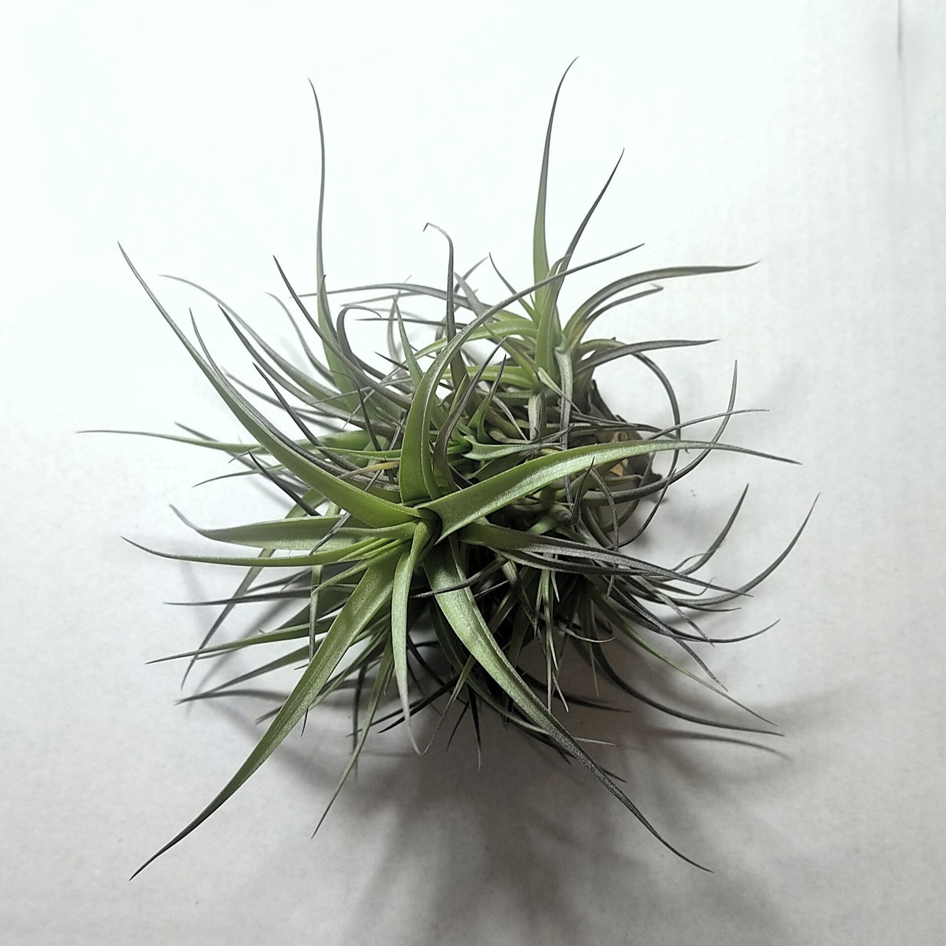 Tillandsia aeranthos 'Mini' "clump" (mata) - 1