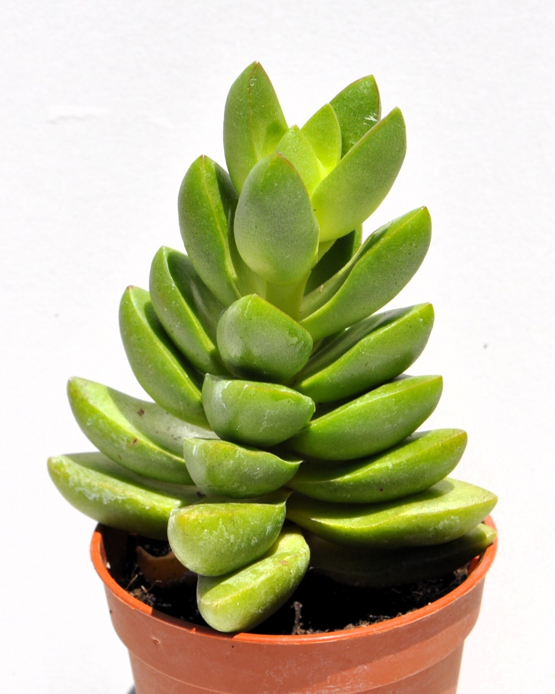 Crassula 'Ben' M5,5 (crásula benjamín) - 4
