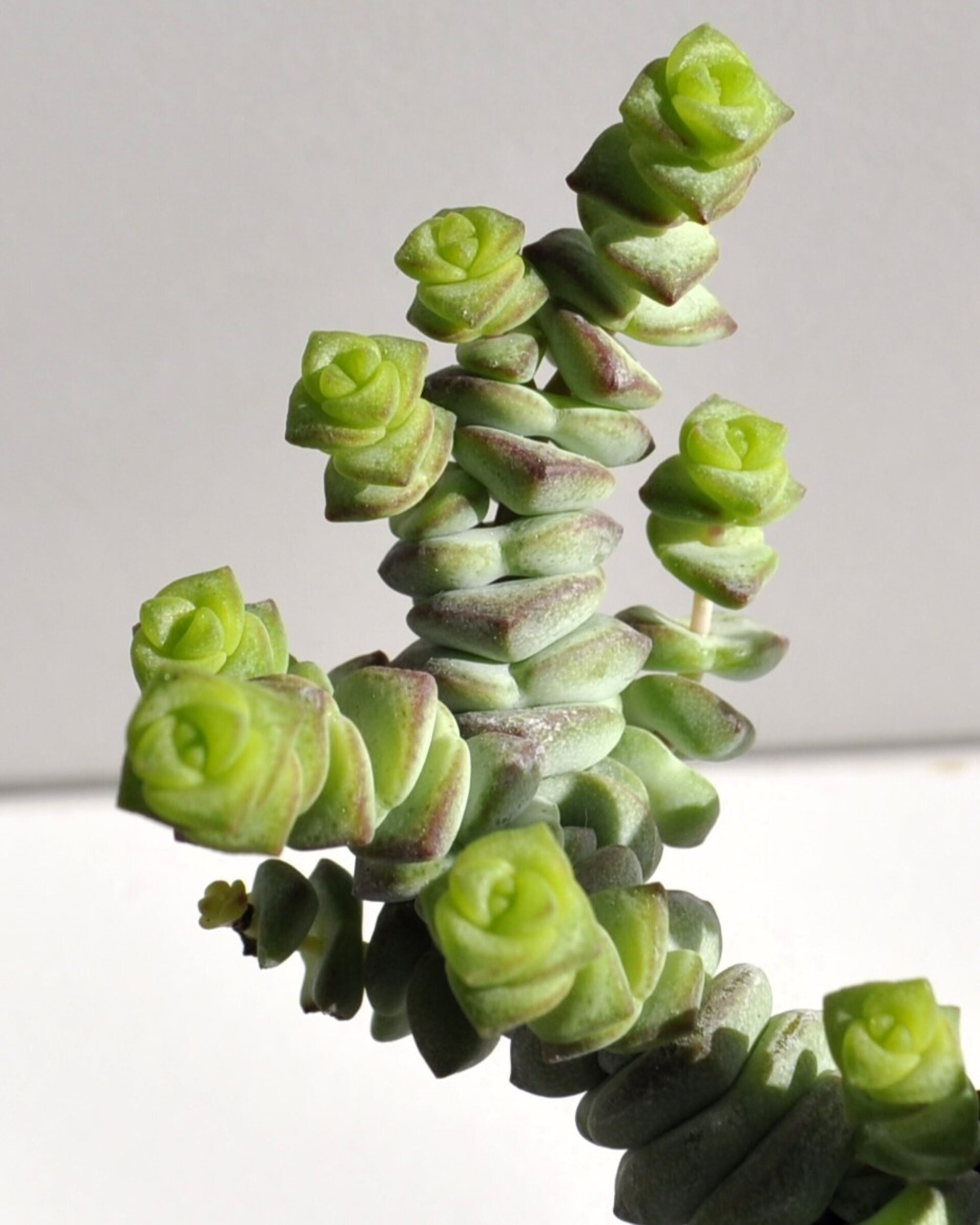 Crassula marnieriana Baby Jade Necklace (collar de jade, pagoda china) - 9