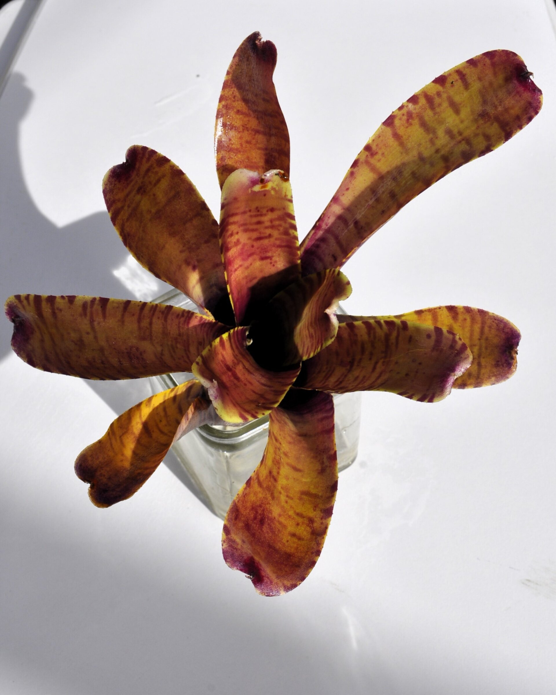 Neoregelia tigrina - 3