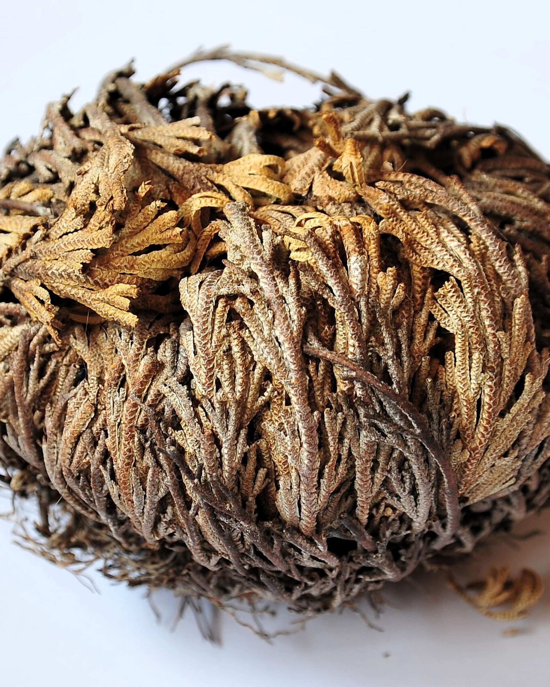 Selaginella lepidophylla (planta de la resurrección, "rosa de Jericó") - 2