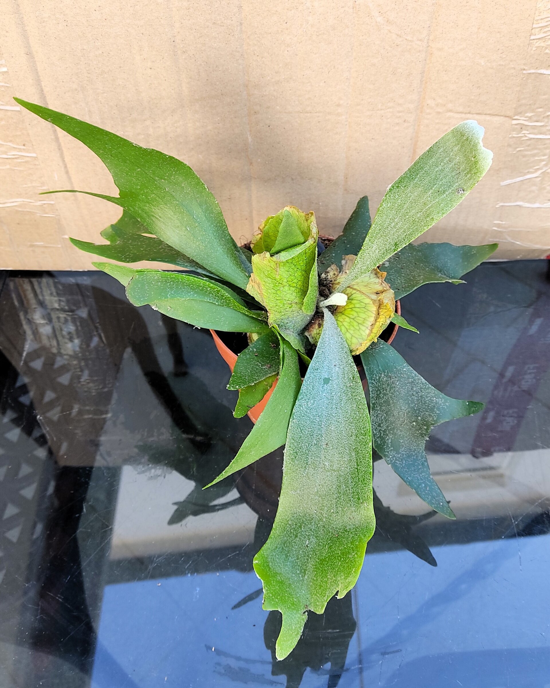 Platycerium bifurcatum (helecho cuerno de alce) [pequeño] - 2