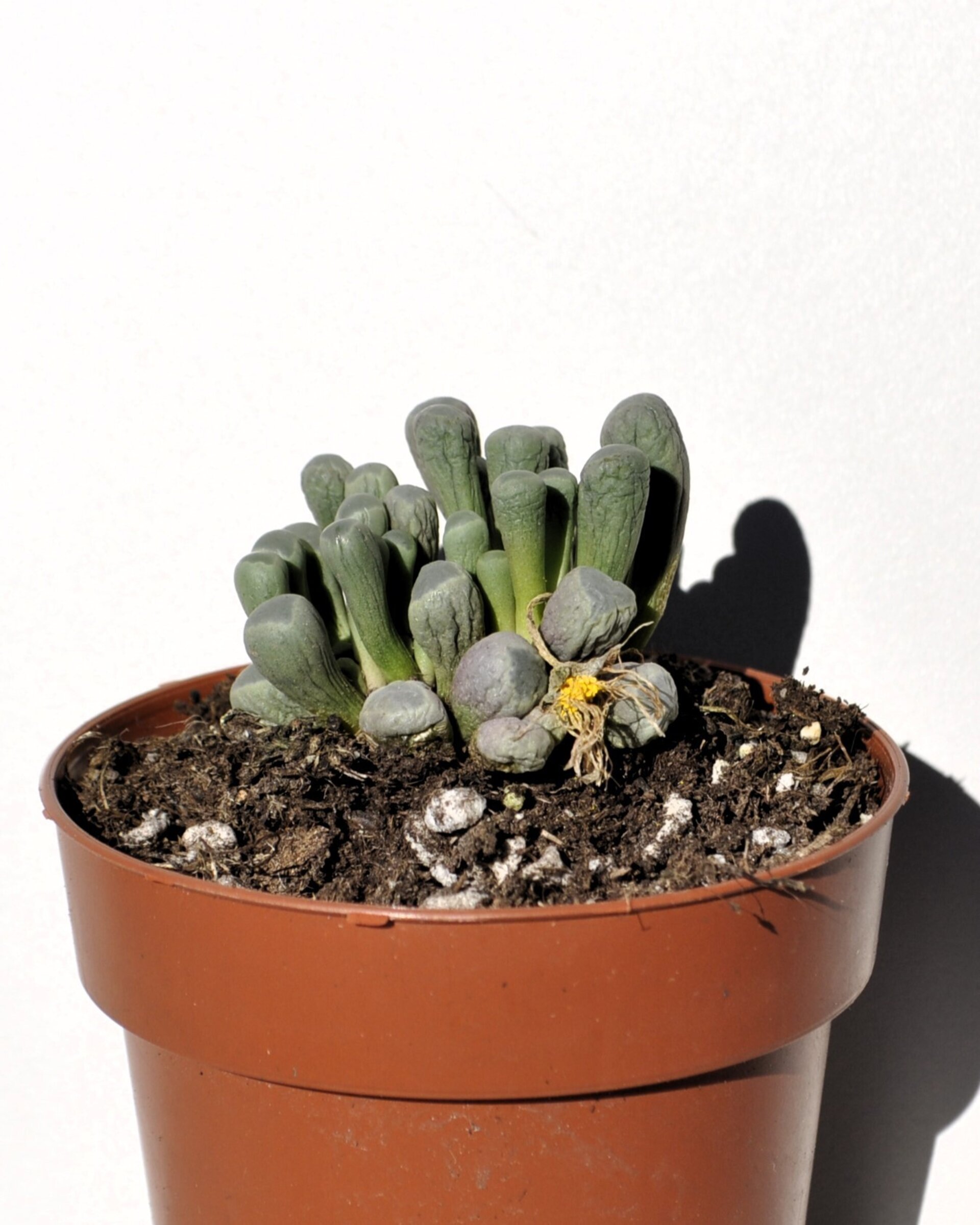 Fenestraria rhopalophylla (planta ventana) - 2