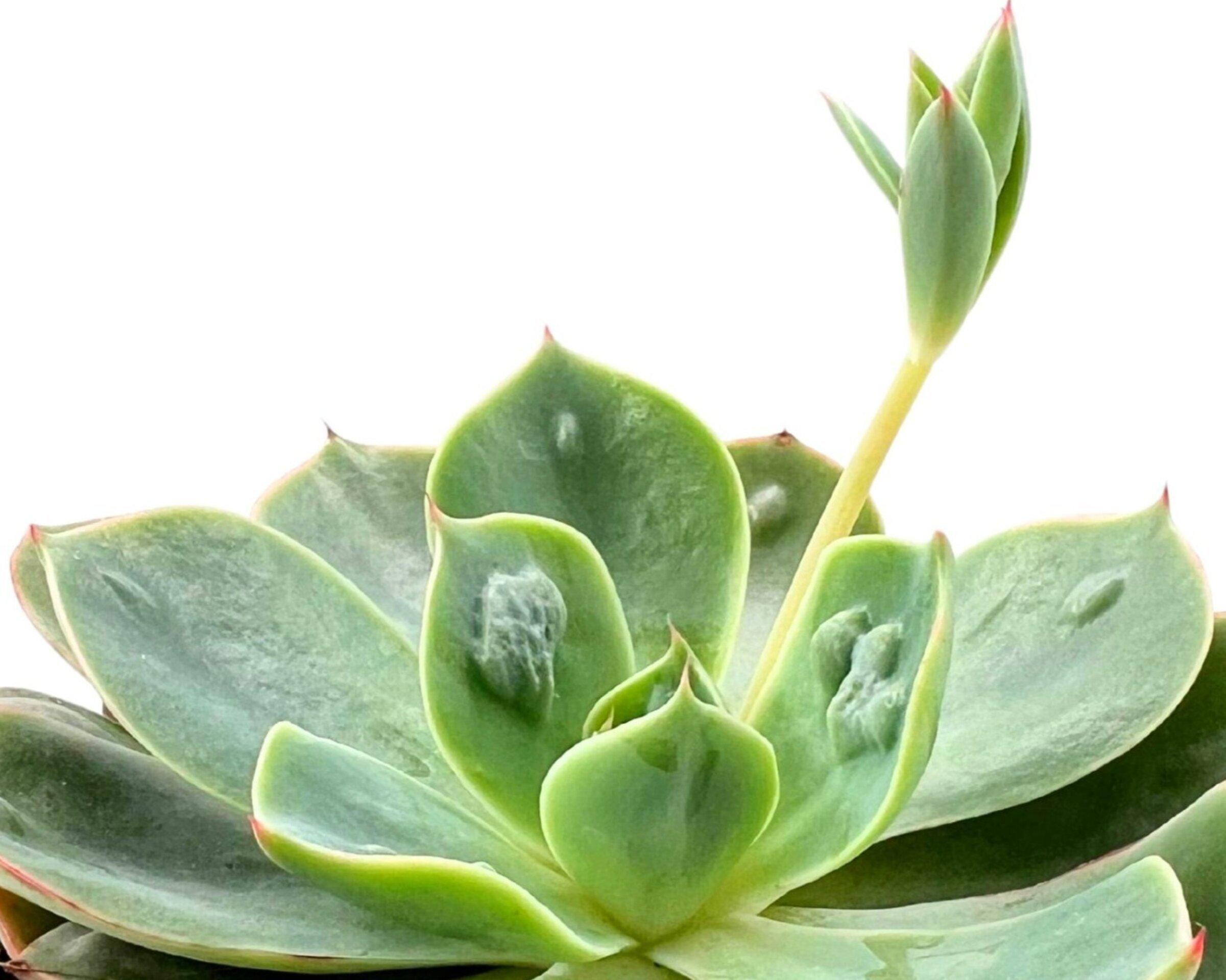 Echeveria ‘Raindrops’ (echeveria gotas de lluvia) - 2