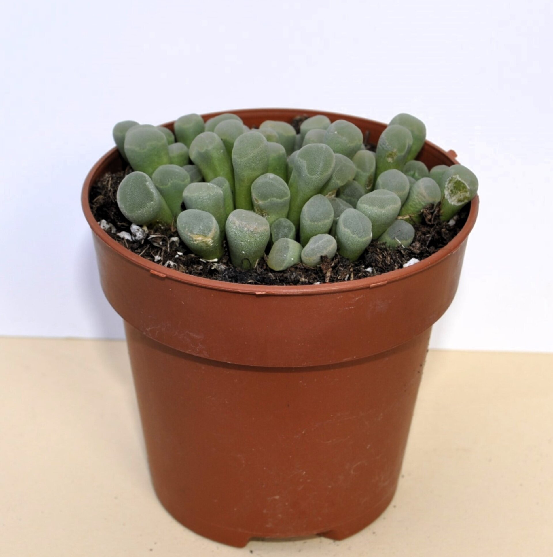 Frithia pulchra (planta ventana, fritia) - 4