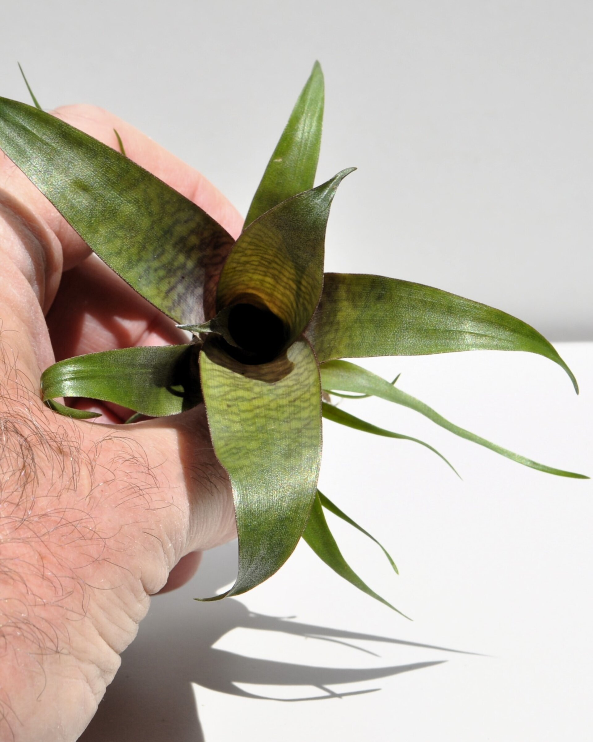 Vriesea 'Tropical Day' (mini) - 5