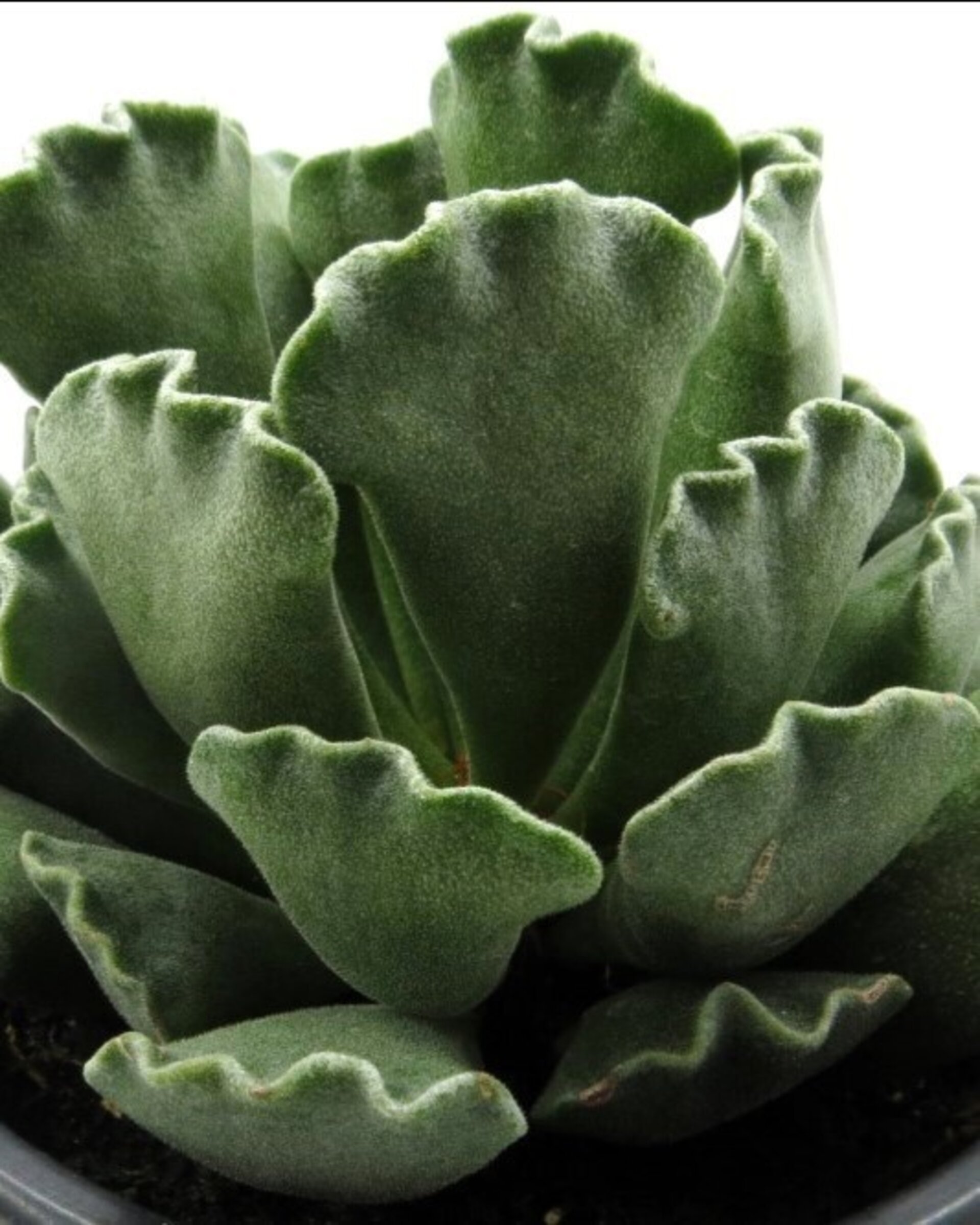 Lote Trío de Suculentas - 3