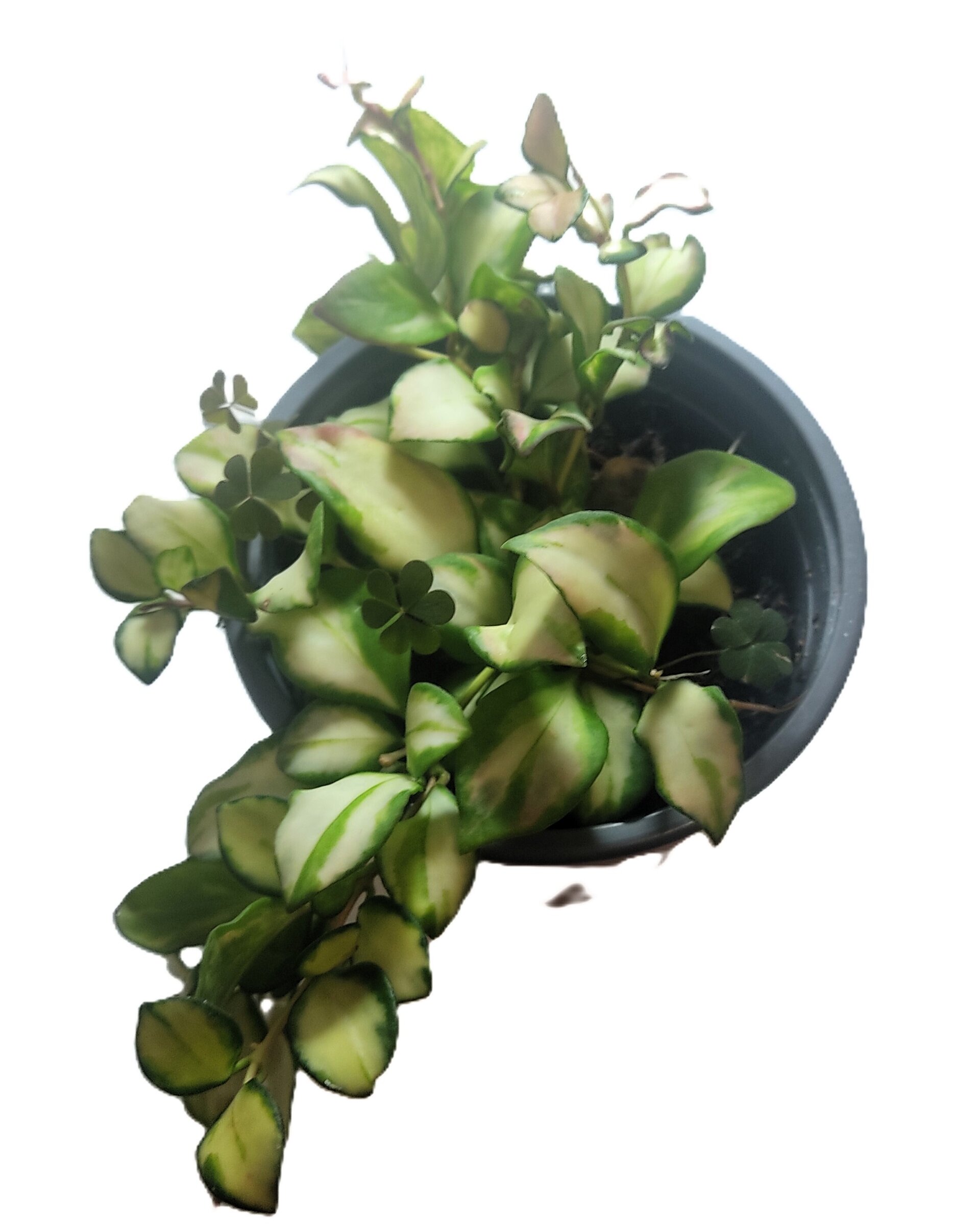 Hoya heuschkeliana 'Variegata' - 2