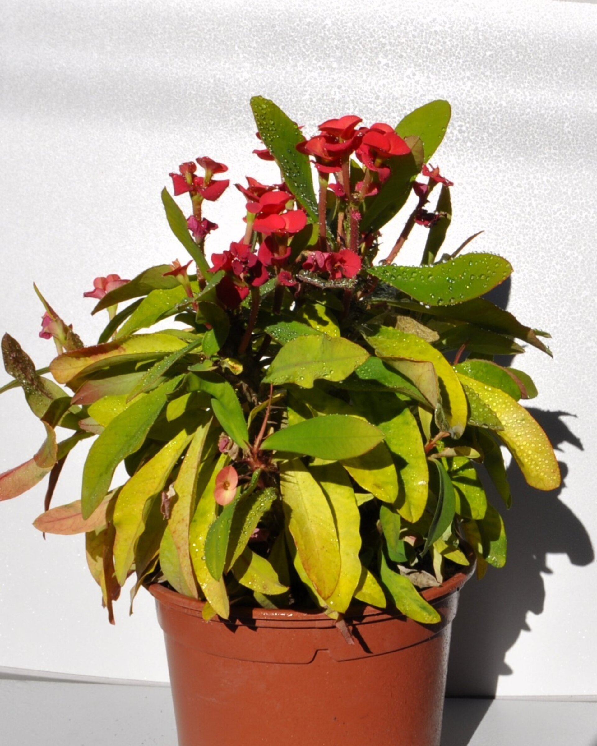 Euphorbia milii (corona de Cristo) - 5