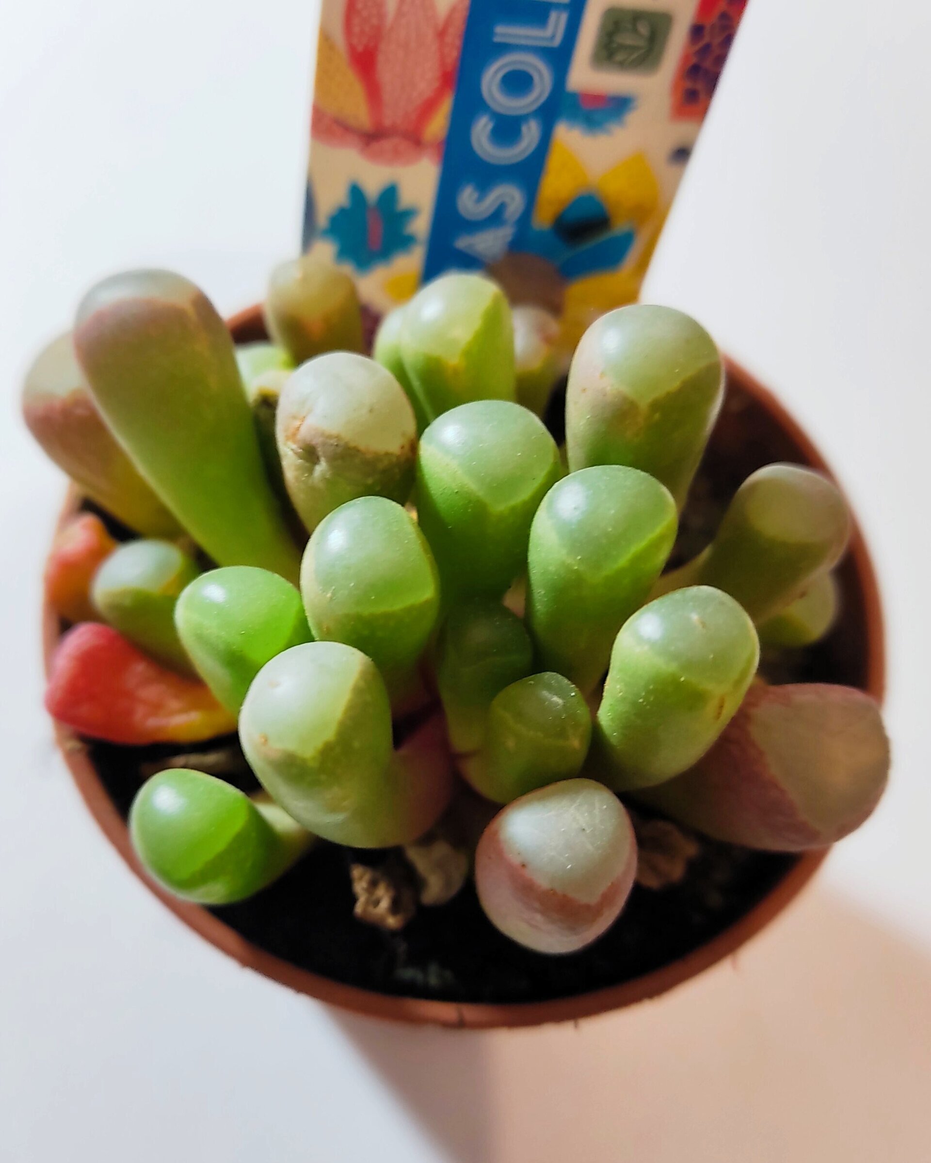 Fenestraria rhopalophylla subsp. rhopalophylla M5.5 (planta ventana [pequeña]) - 2