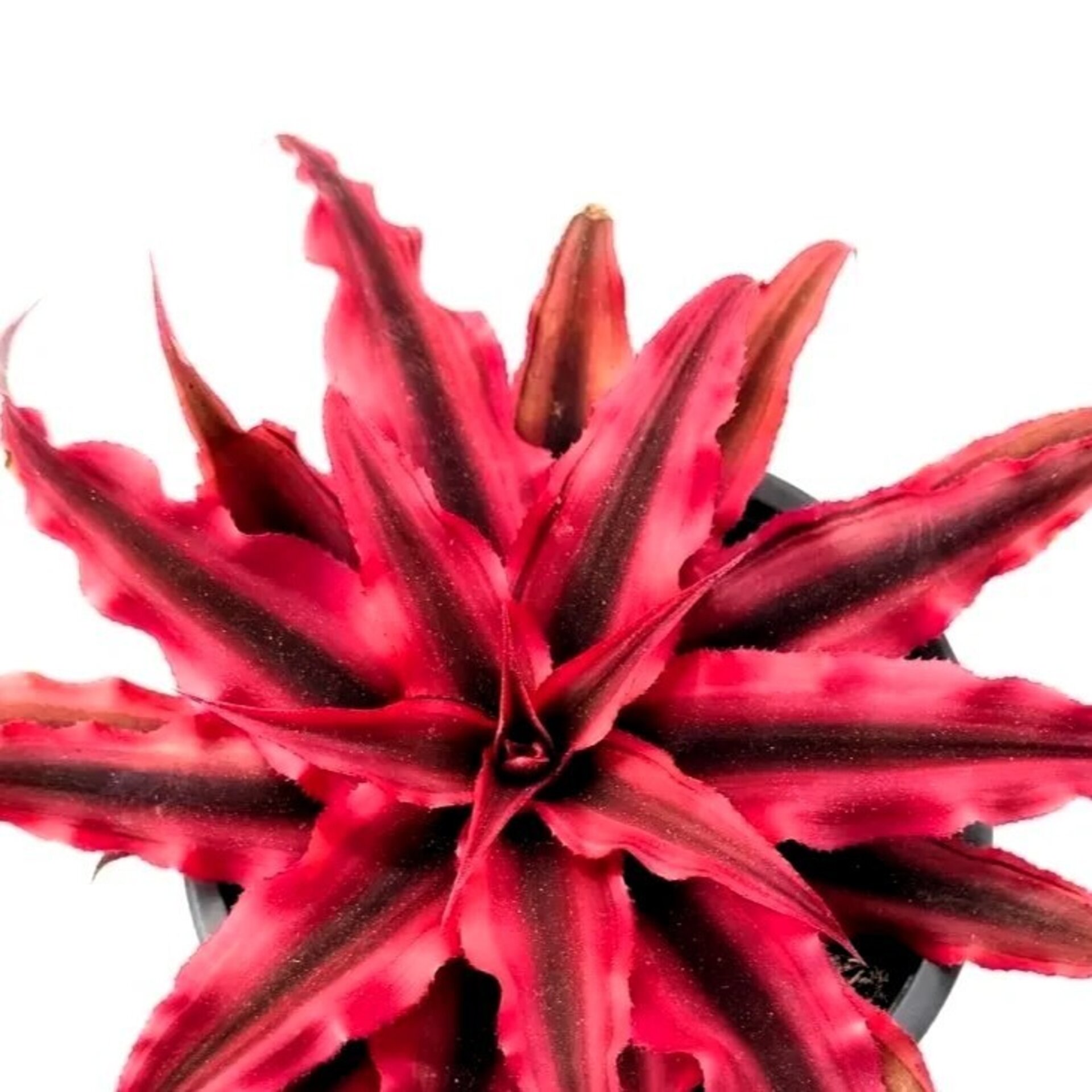 Cryptanthus ‘Rubra’ (estrella de tierra roja) - 1