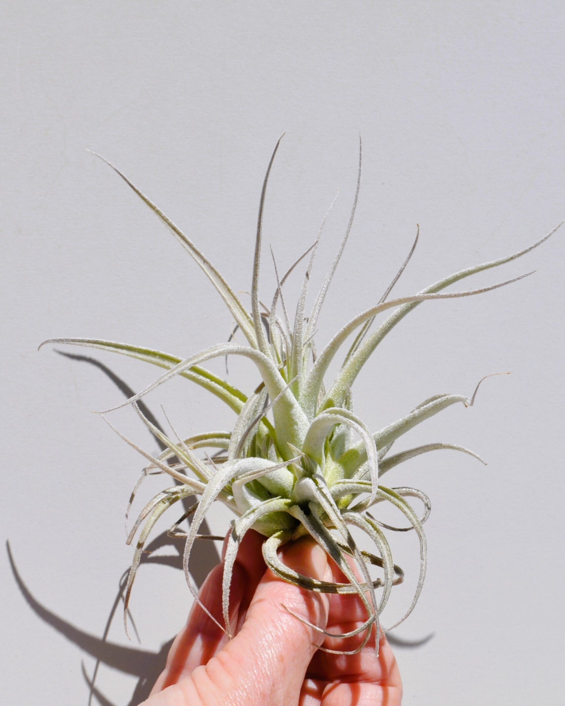 Tillandsia leonamiana - 4