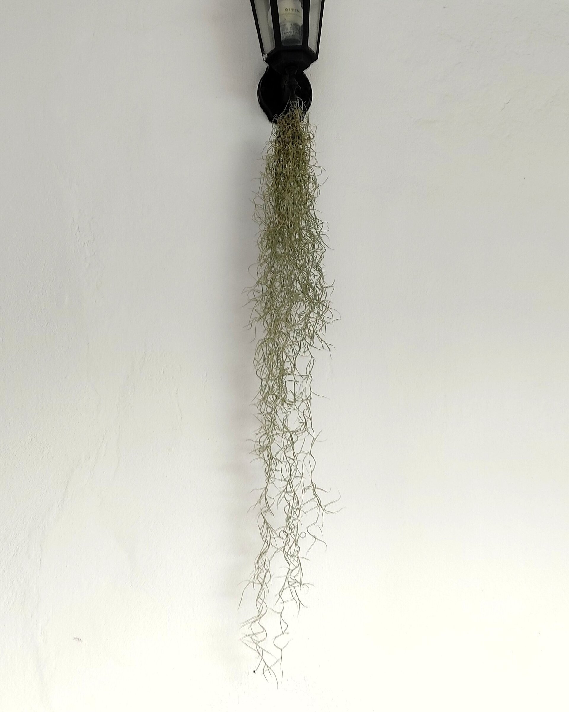 Tillandsia usneoides [XL] (barba de viejo [muy larga]) - 7
