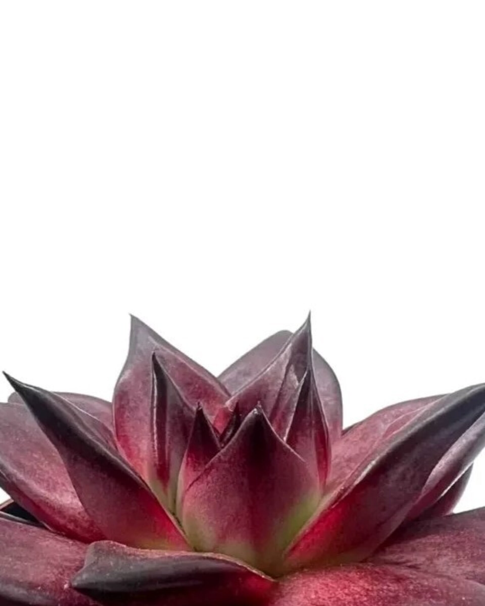 Echeveria agavoides 'Atlas' - 2