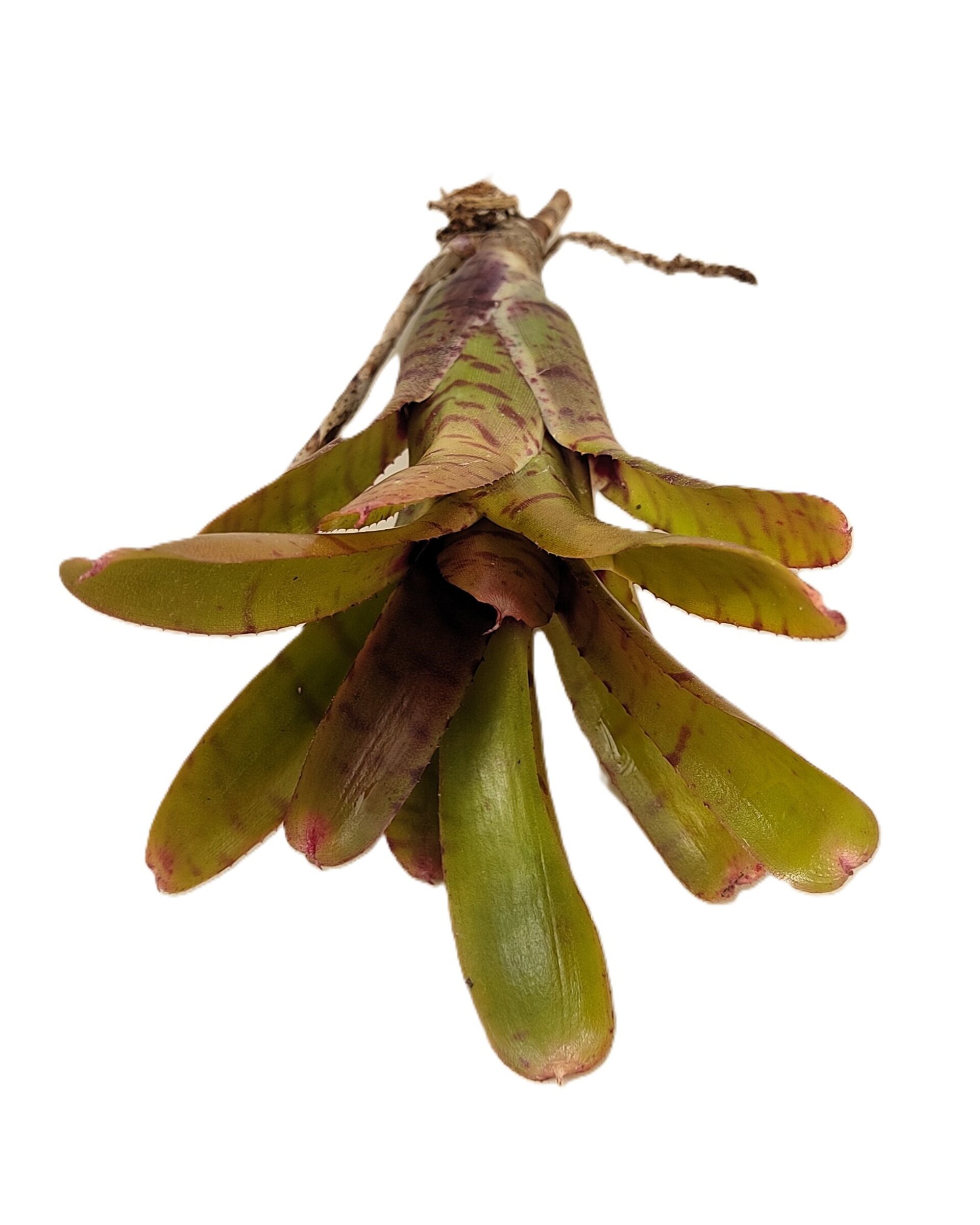 Neoregelia 'Thera' - 4